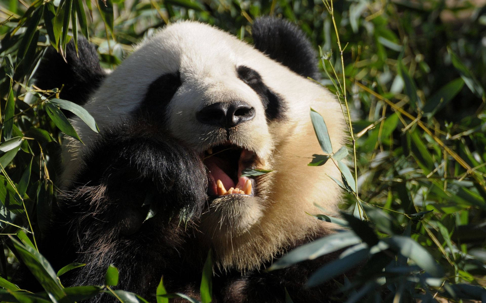 Panda Akitafuna Chakula Picha ya Karibu Picha ya Ukuta