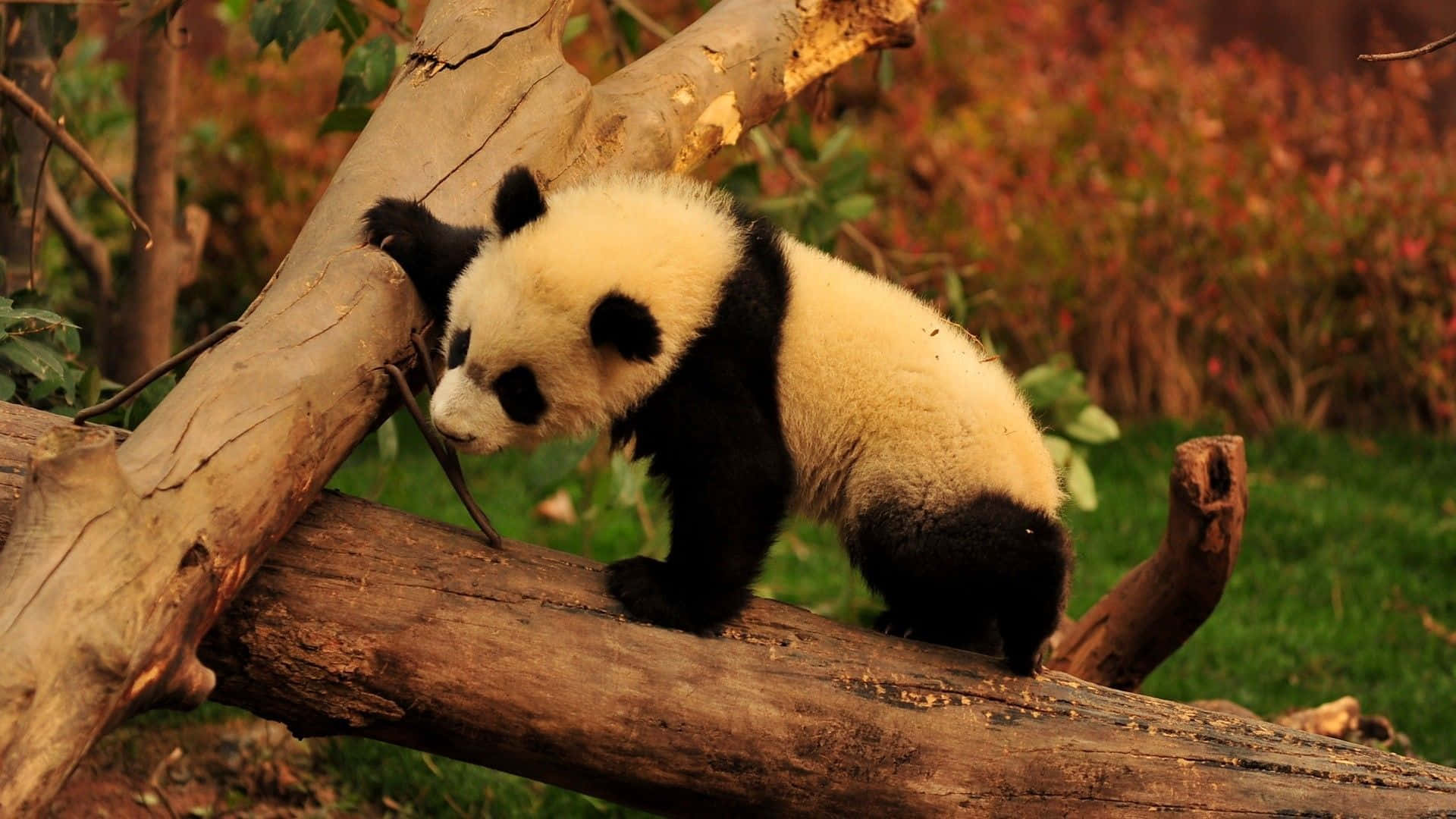 Panda Akiwa Amekaa Kwenye Gogo Lililoanguka Picha ya Ukuta