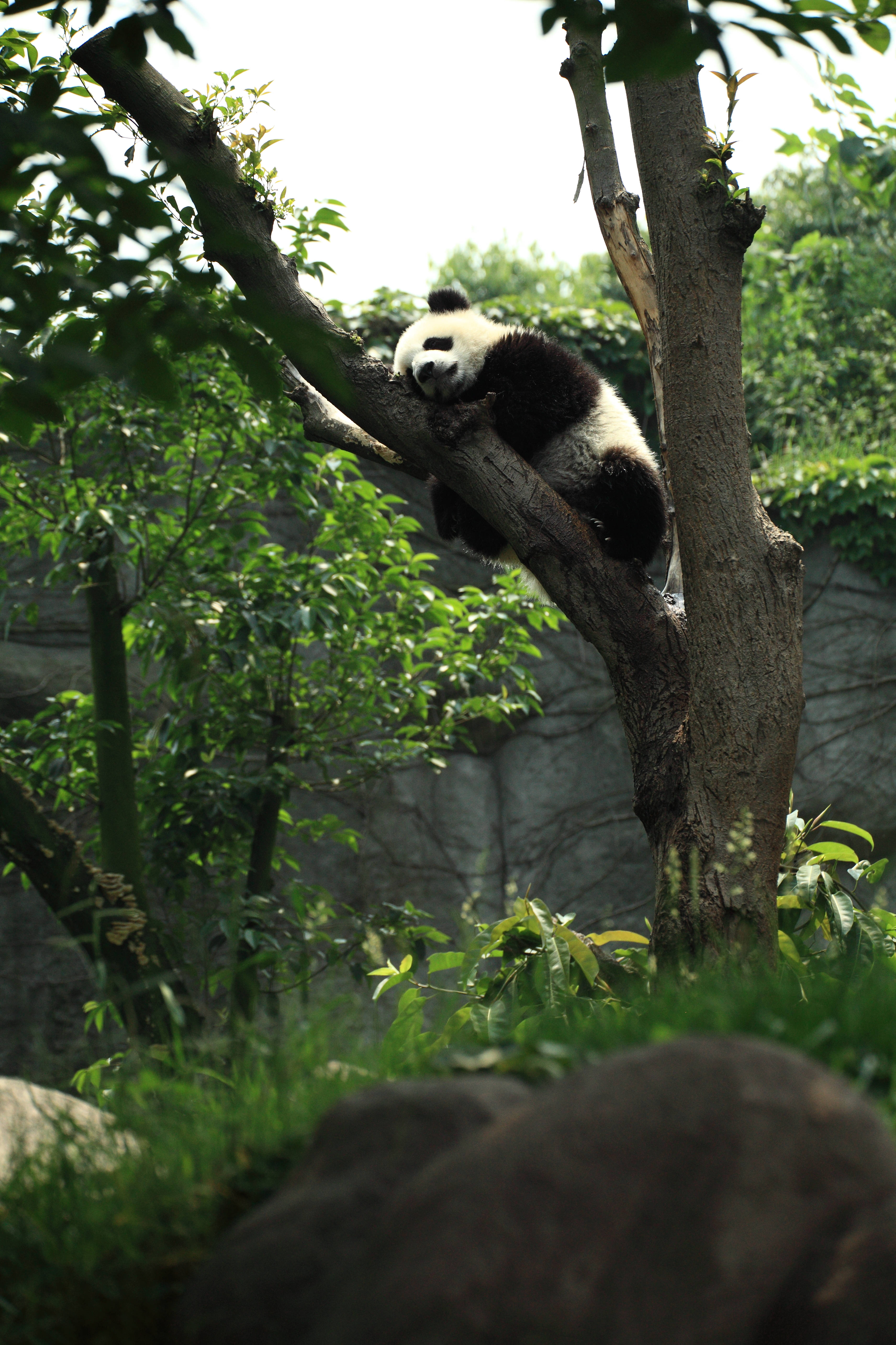 Panda Akiwa Amelala Juu ya Mti Picha ya Ukuta