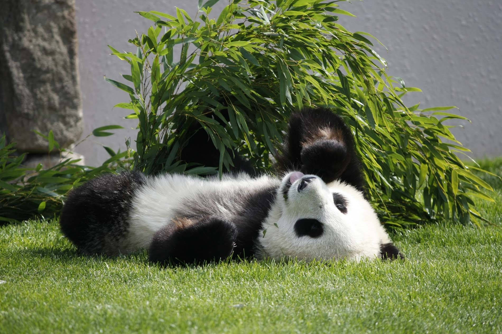 Panda Amechaliwa Uso Juu Picha ya Ukuta