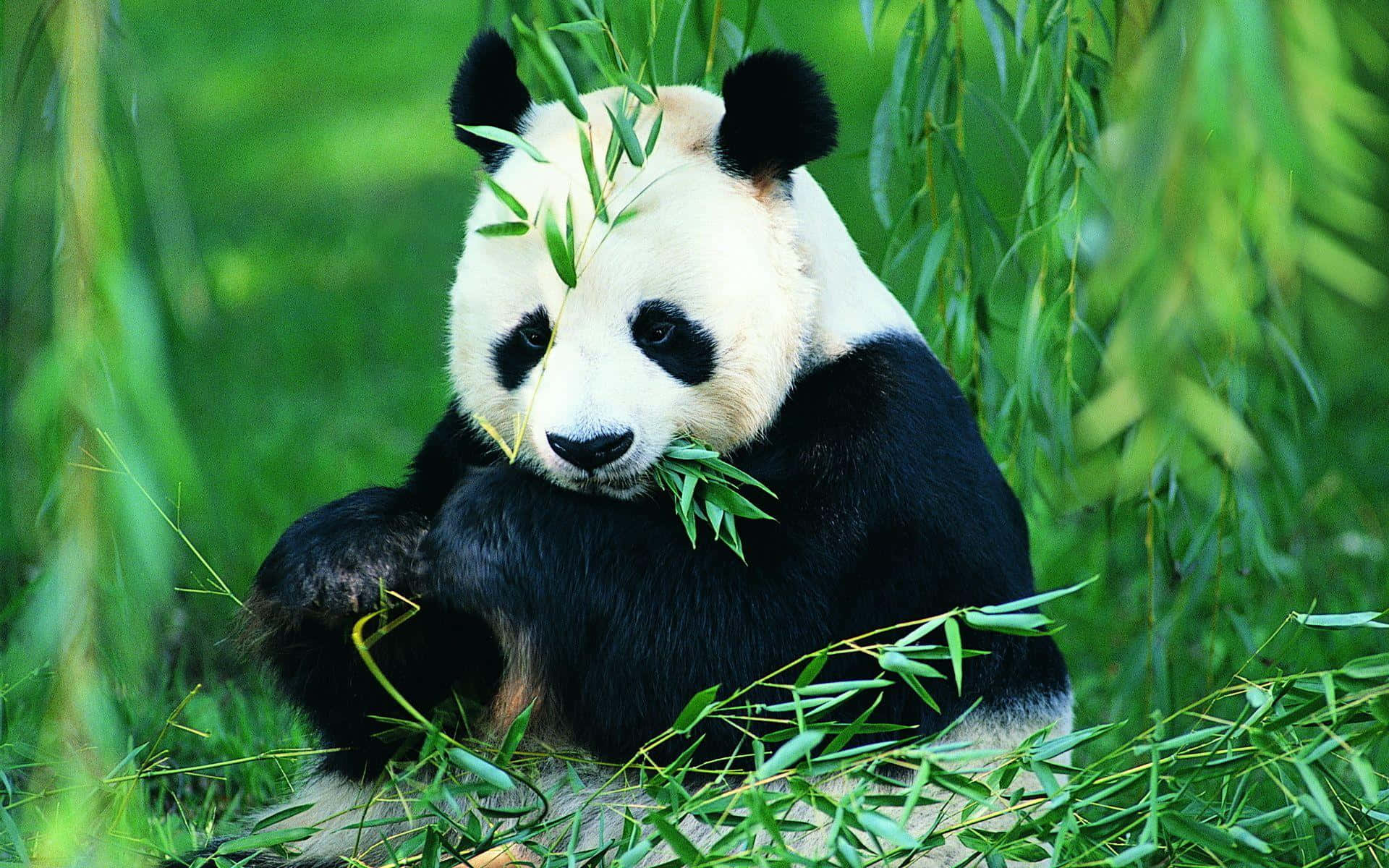 Panda Kubwa Akila Majani Picha ya Ukuta
