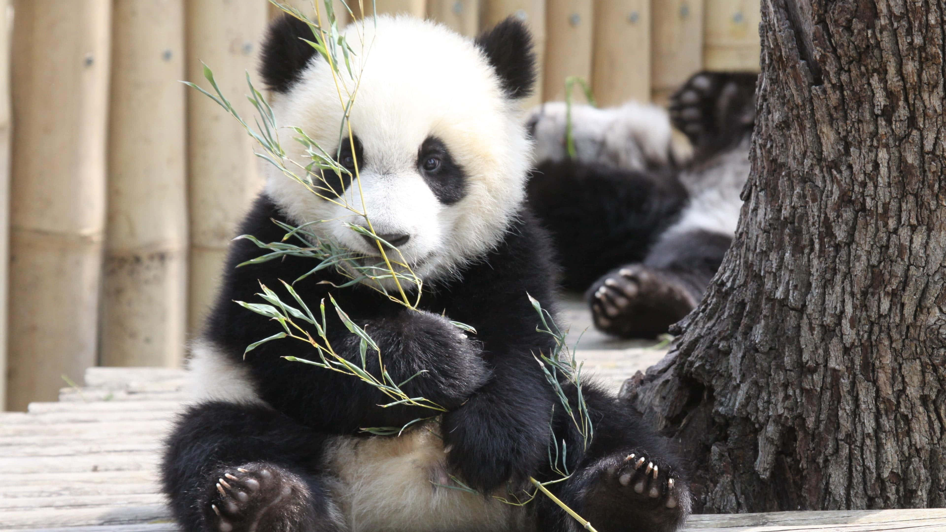 Panda Kubwa Akishikilia Tawi la Mwanzi Picha ya Ukuta