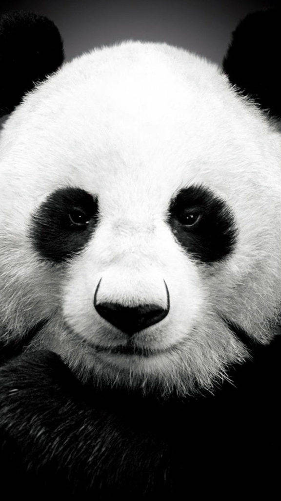 Panda Kubwa iPhone 6 Picha ya Ukuta