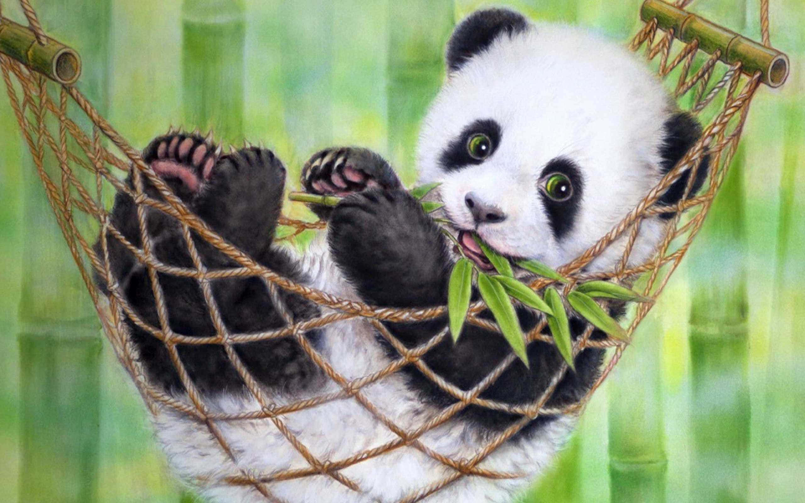 Panda Laptop Kwenye Hamaki Picha ya Ukuta