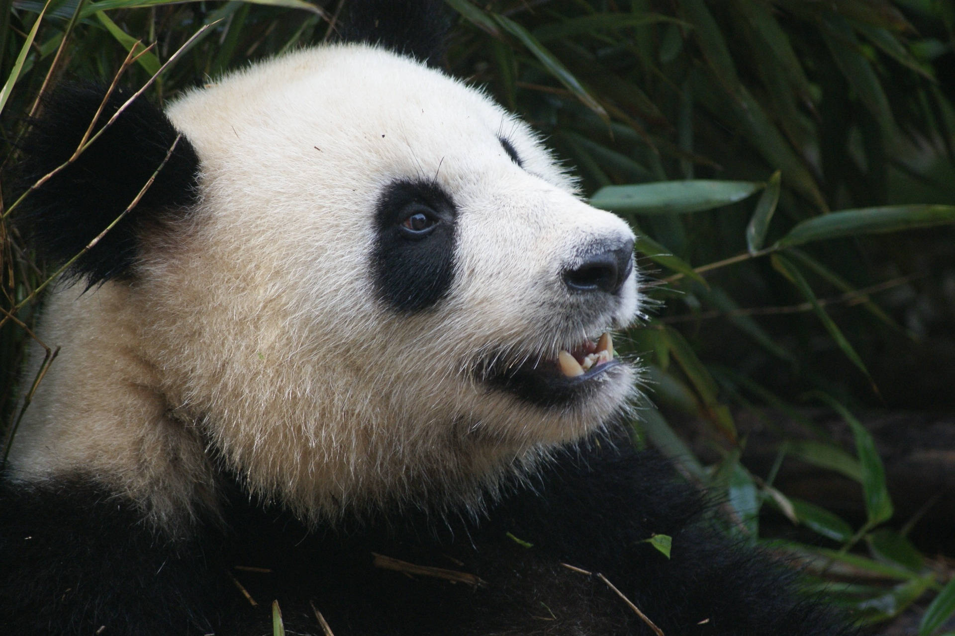 Panda Meno Makali Picha ya Ukuta