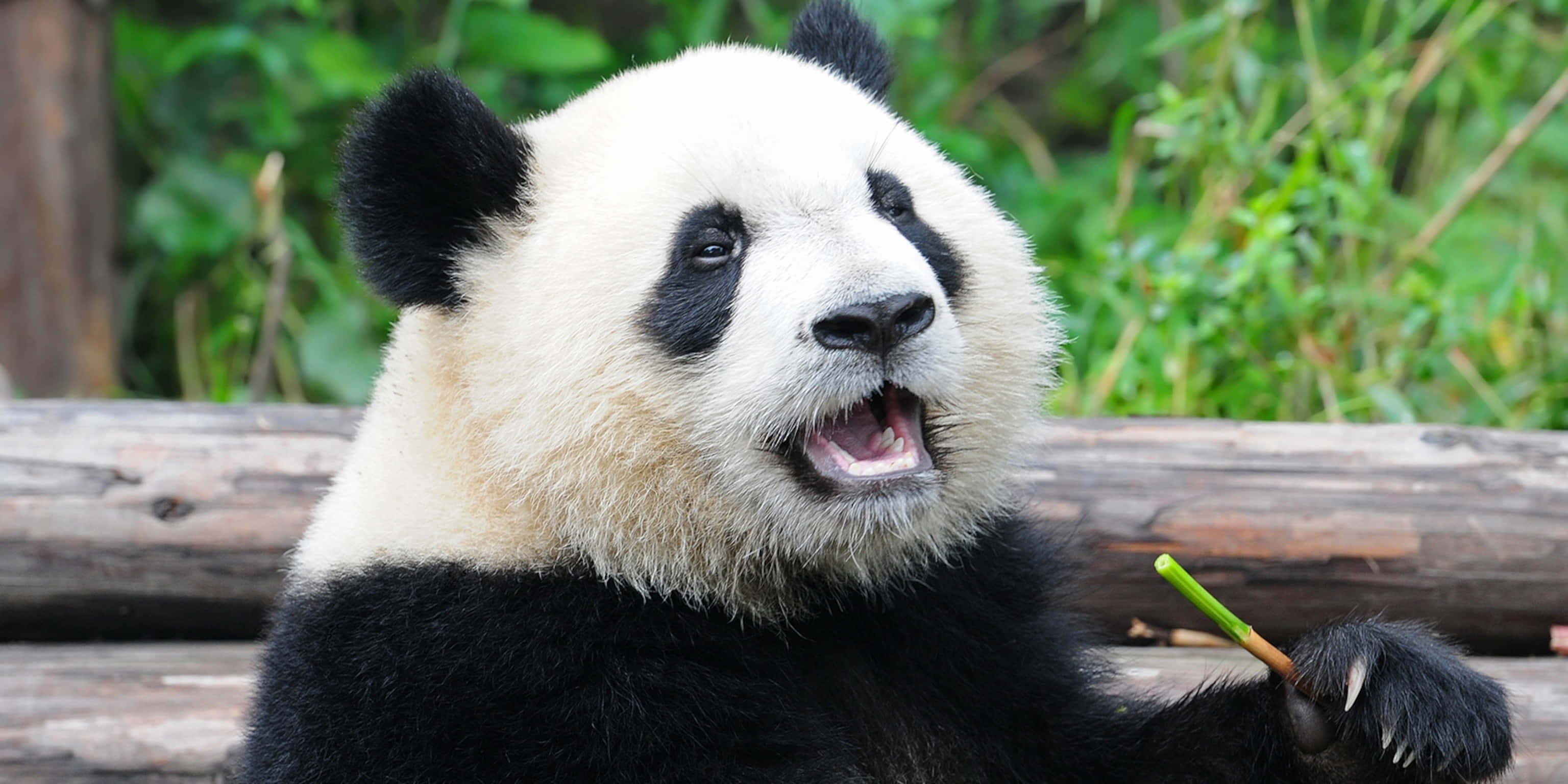 Panda Mkubwa Akifungua Mdomo Picha ya Ukuta