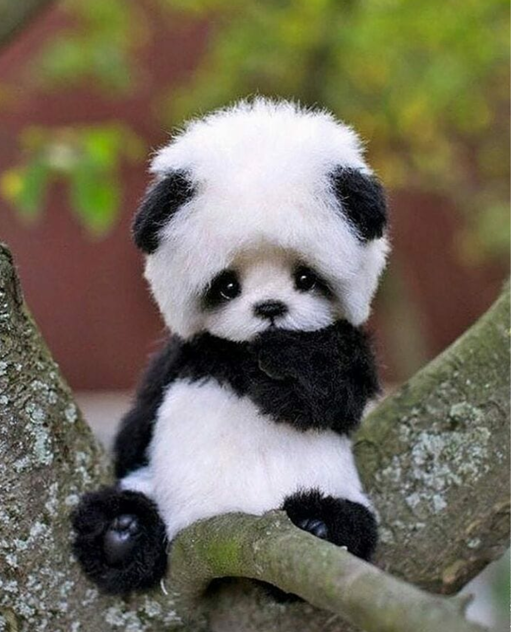 Panda Mtoto Mwenye Kucheza na Baluni Picha ya Ukuta