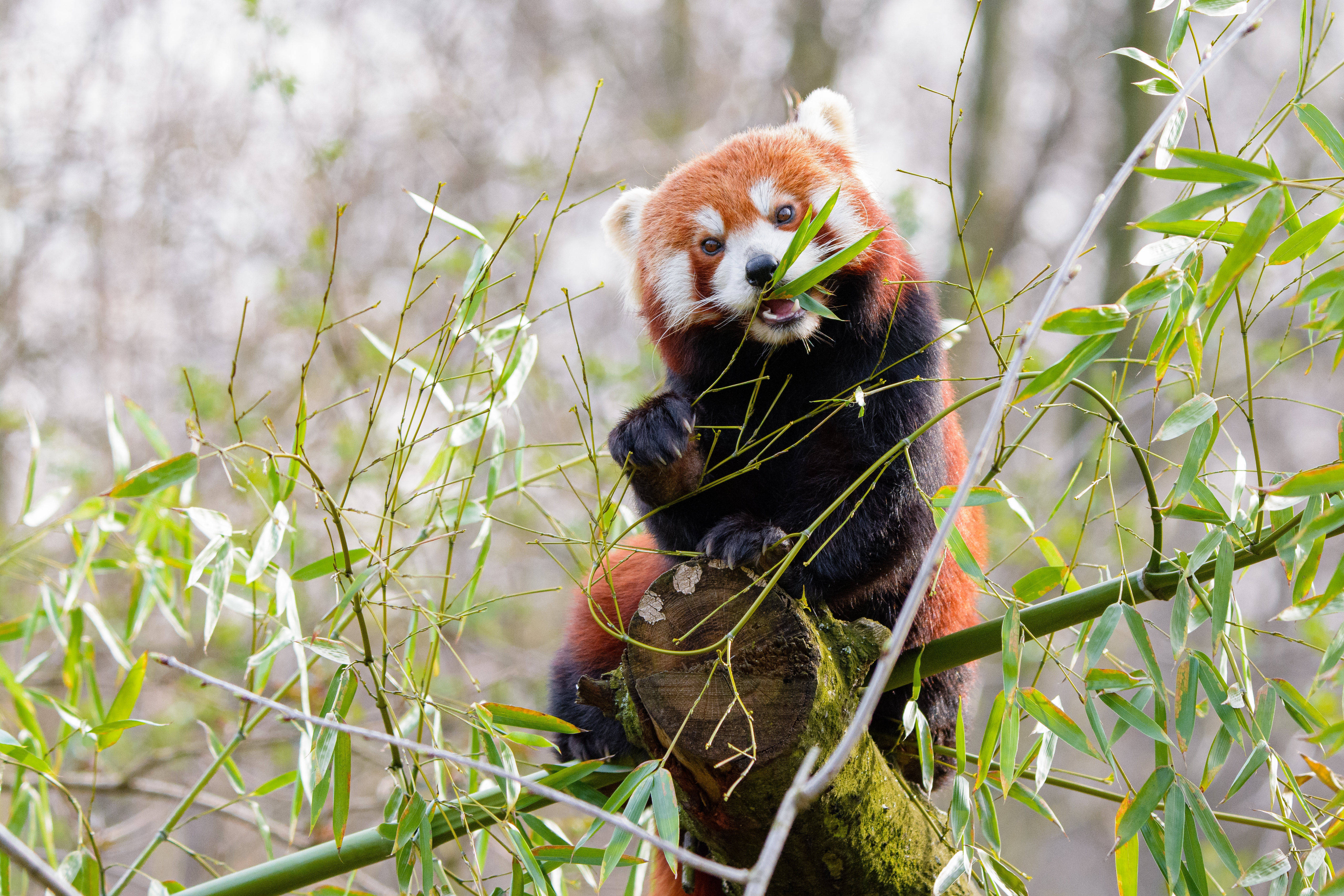 Panda Mwekundu Akila Mianzi Picha ya Ukuta