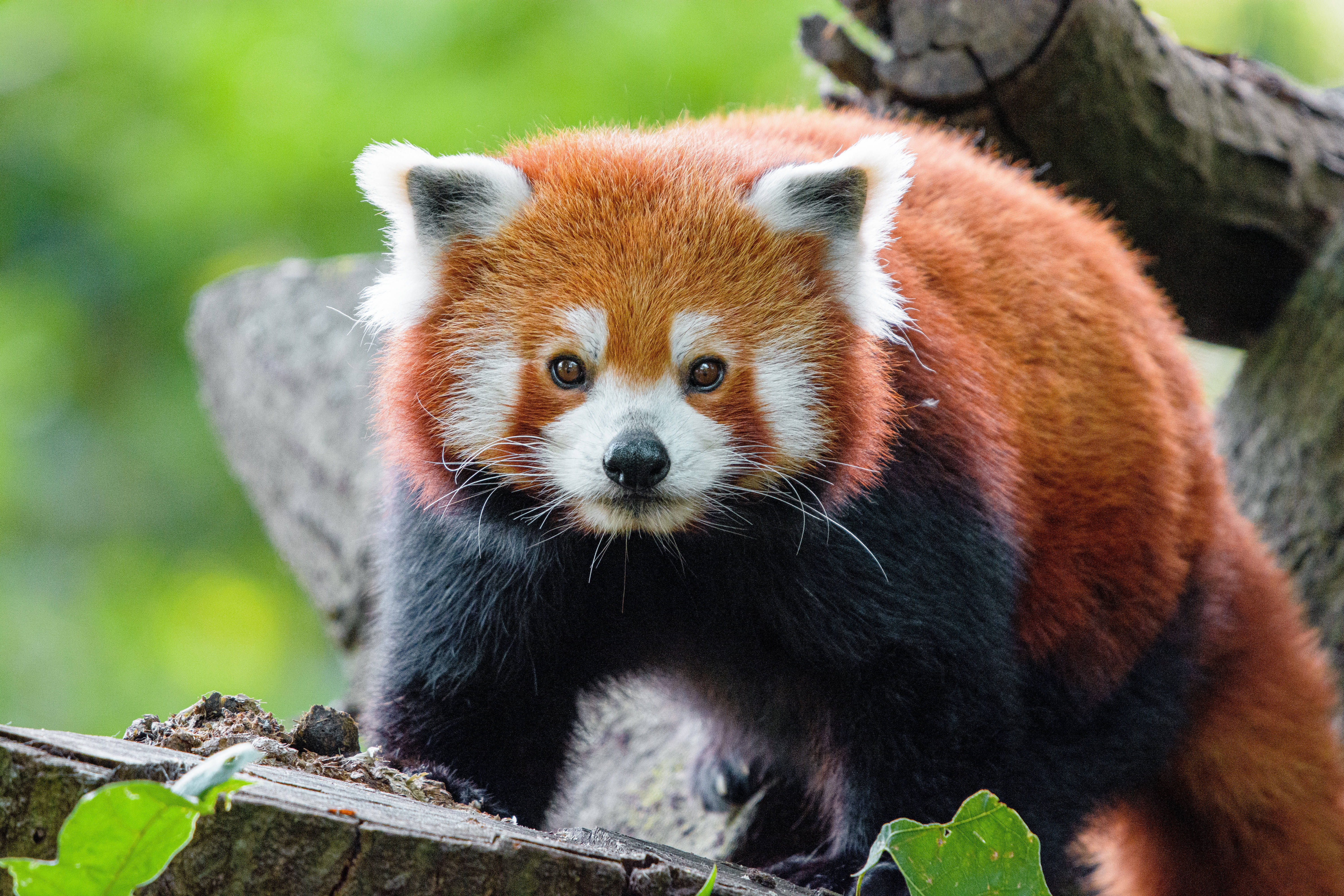 Panda Mwekundu Juu ya Mti Picha ya Ukuta