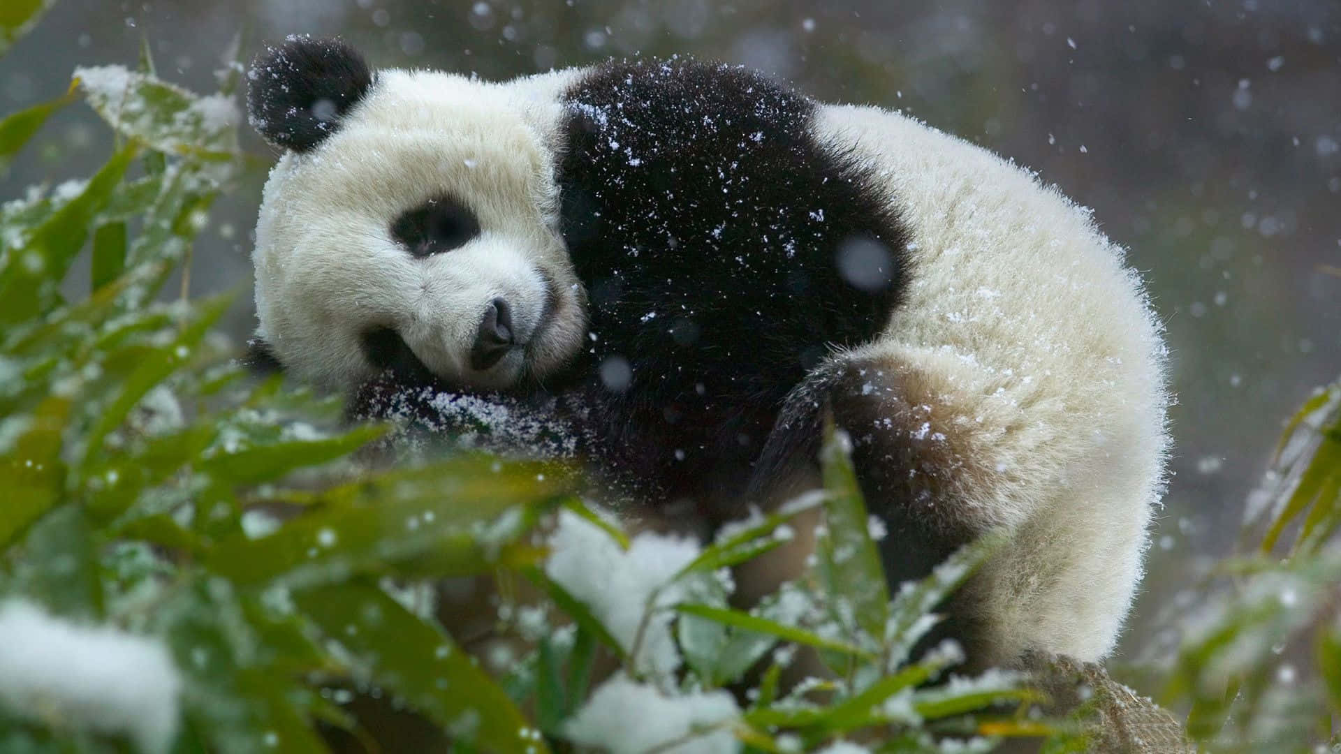 Panda Mwenye Kuwa na Upendo Katika Msitu wa Mianzi Picha ya Ukuta
