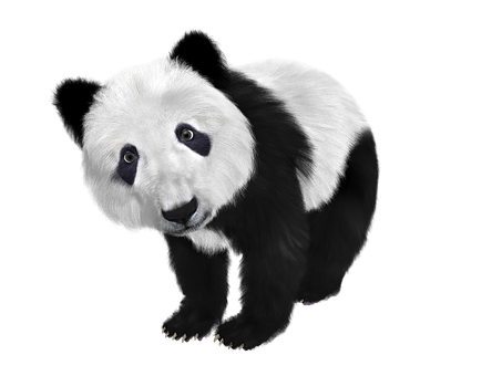Panda Mwenye Udadisi Asili Nyeusi Picha ya Ukuta