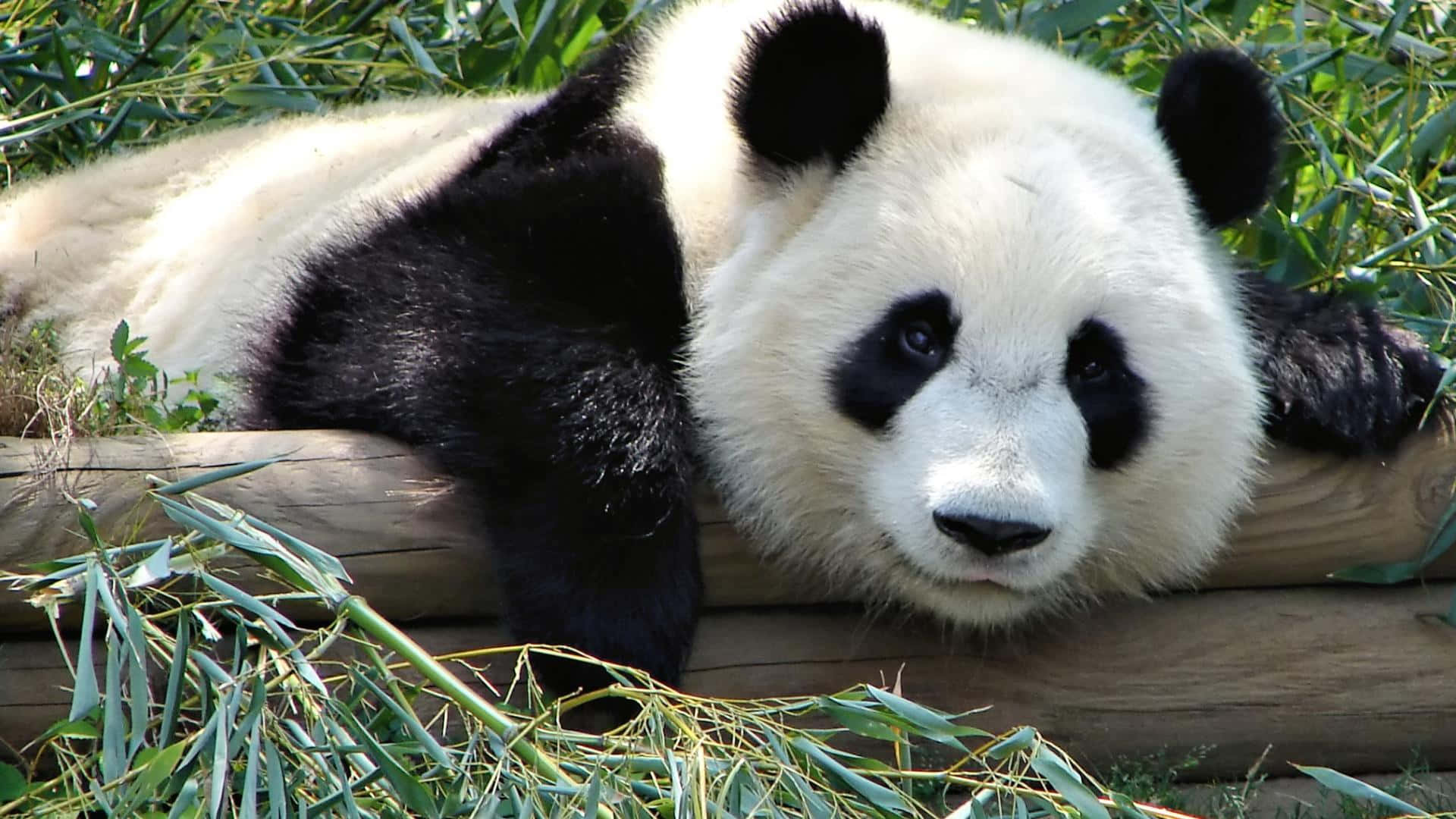 panda mwenyeji kwenye kipande cha mbao Picha ya Ukuta
