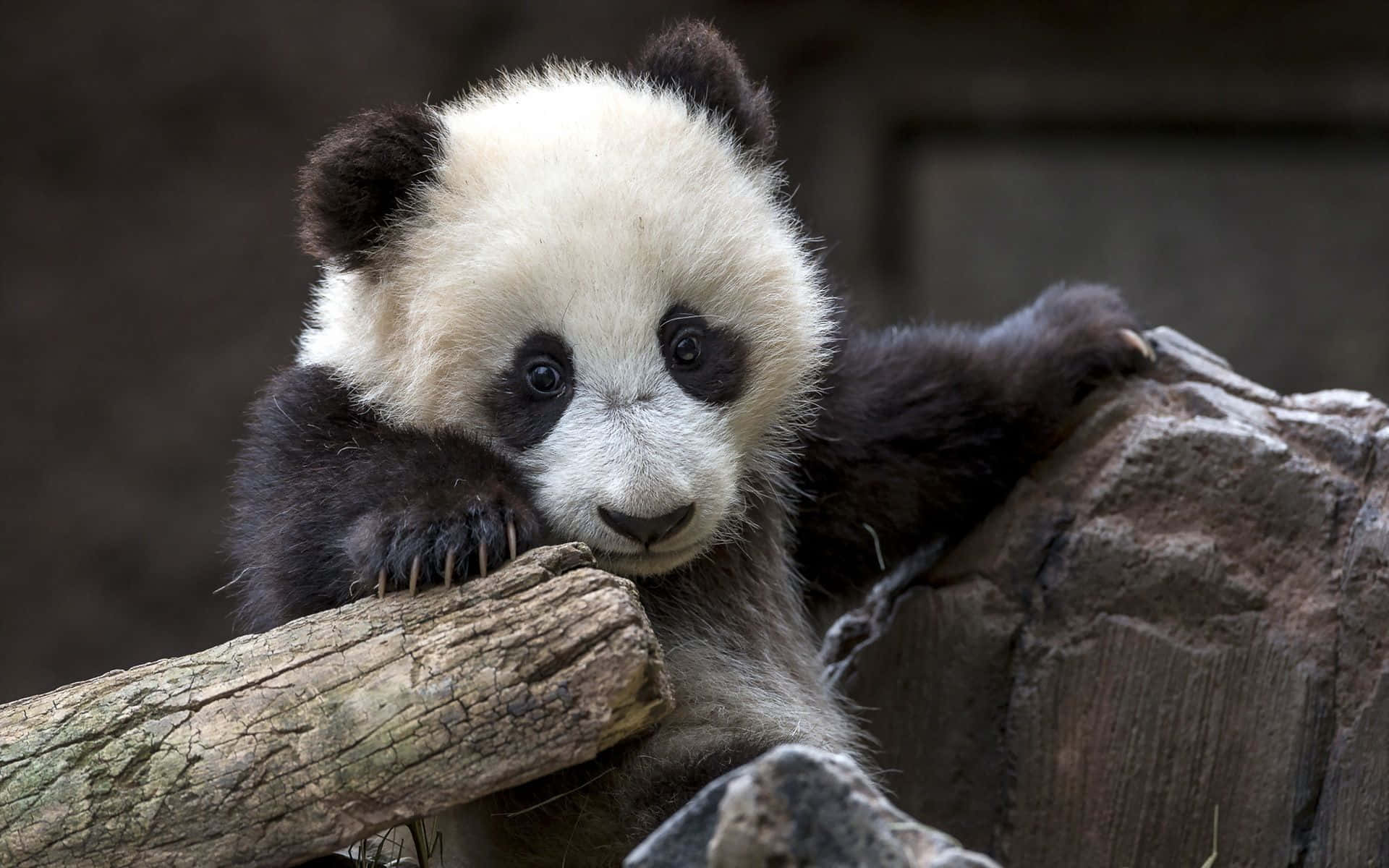 Panda Mweusi na Mweupe Anayejirehi katika Tabia Picha ya Ukuta