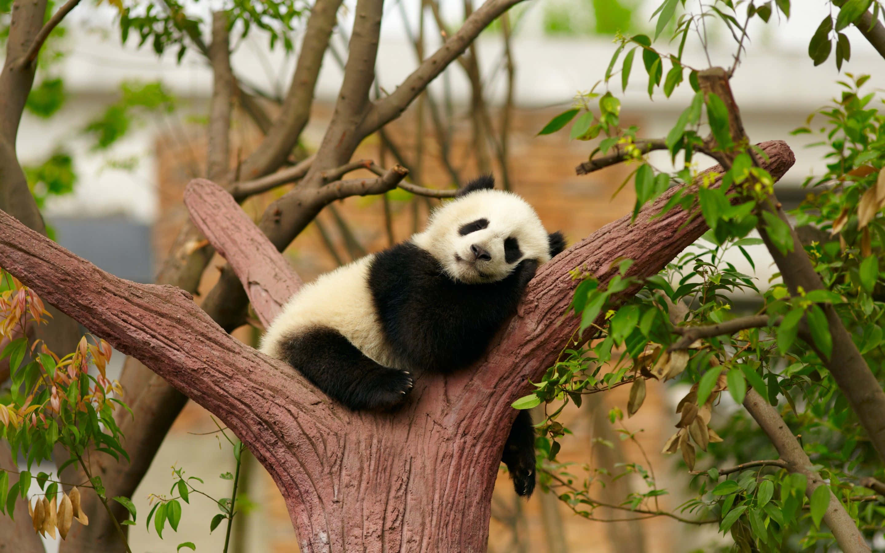 Panda mzuri akifurahia vitafunio katika makazi yake ya asili Picha ya Ukuta