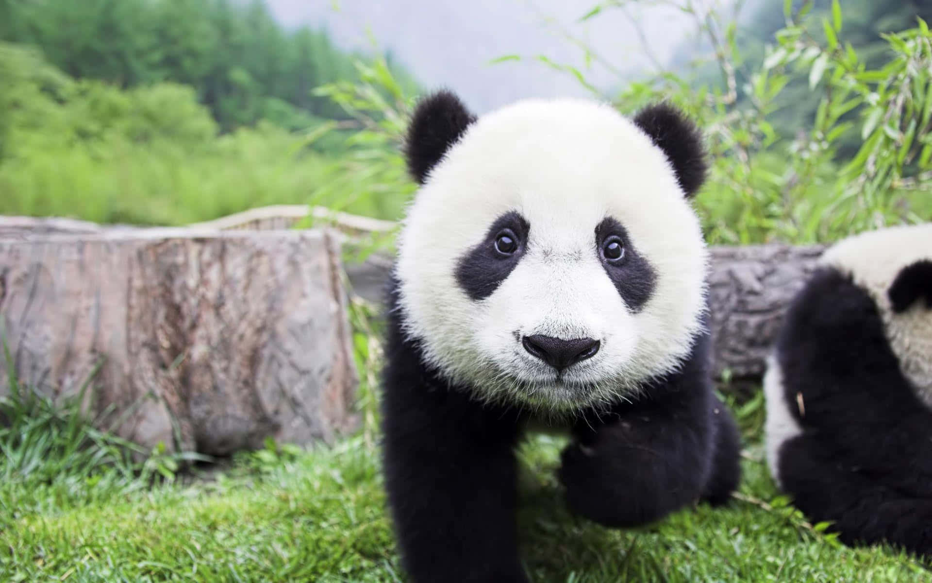 Panda Mzuri Inafurahia Wakati Katika Natura Picha ya Ukuta