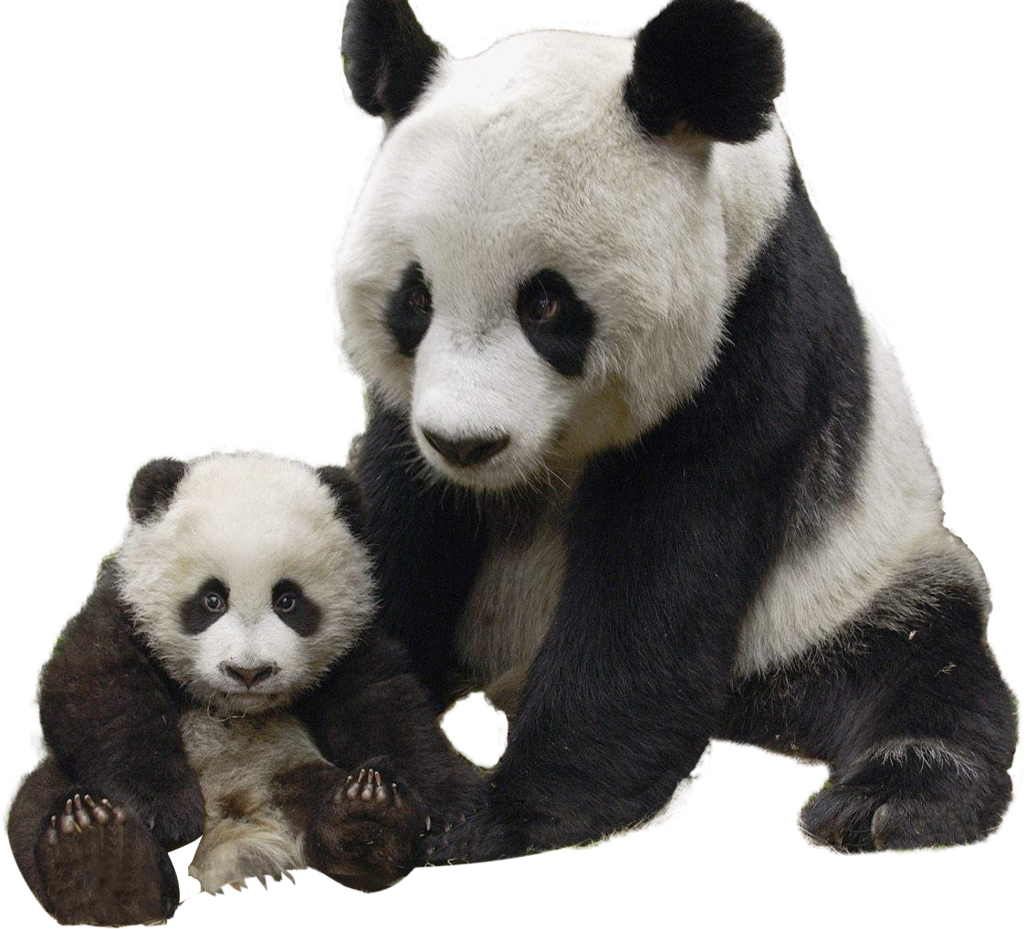 Panda na Mwana Wao Wakiwa Wakiwa Picha ya Ukuta