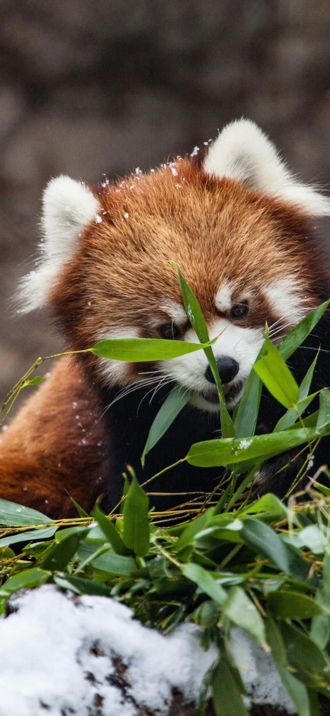 Cute Red Panda Hiding On Grass Picture Picha ya Ukuta