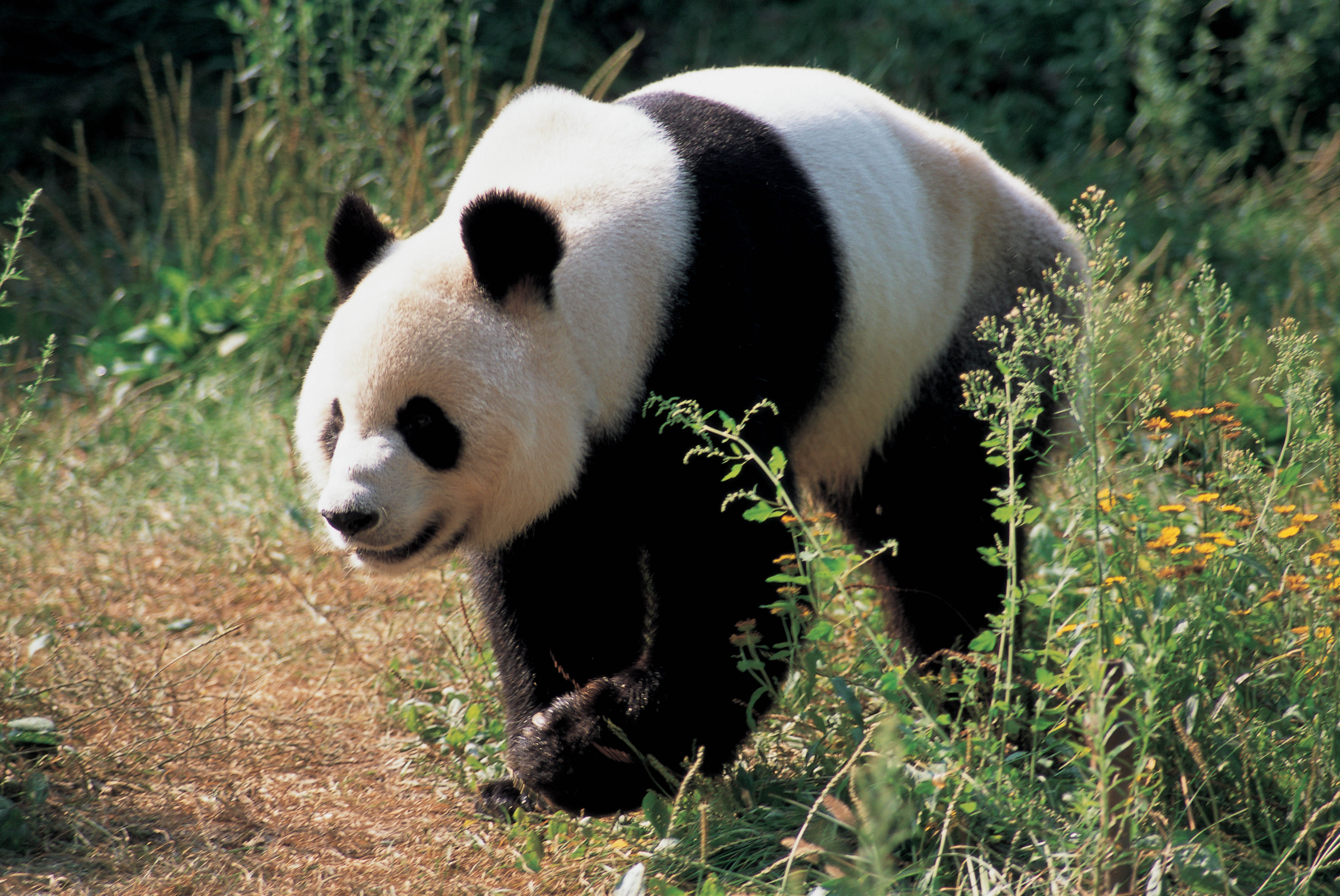 Panda wa Nyasi za Kijani Picha ya Ukuta