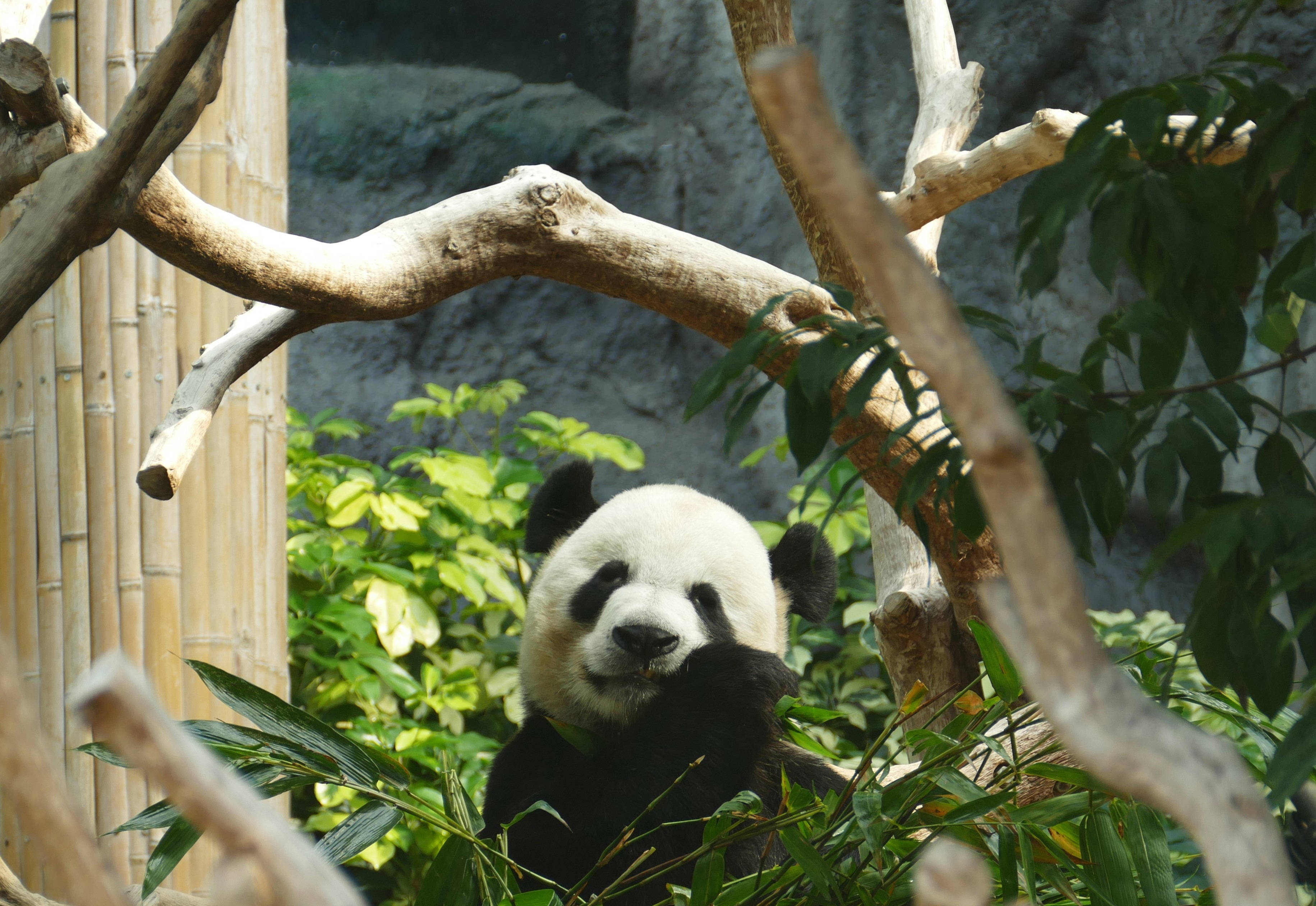 Panda wa Tawi la Mti Picha ya Ukuta
