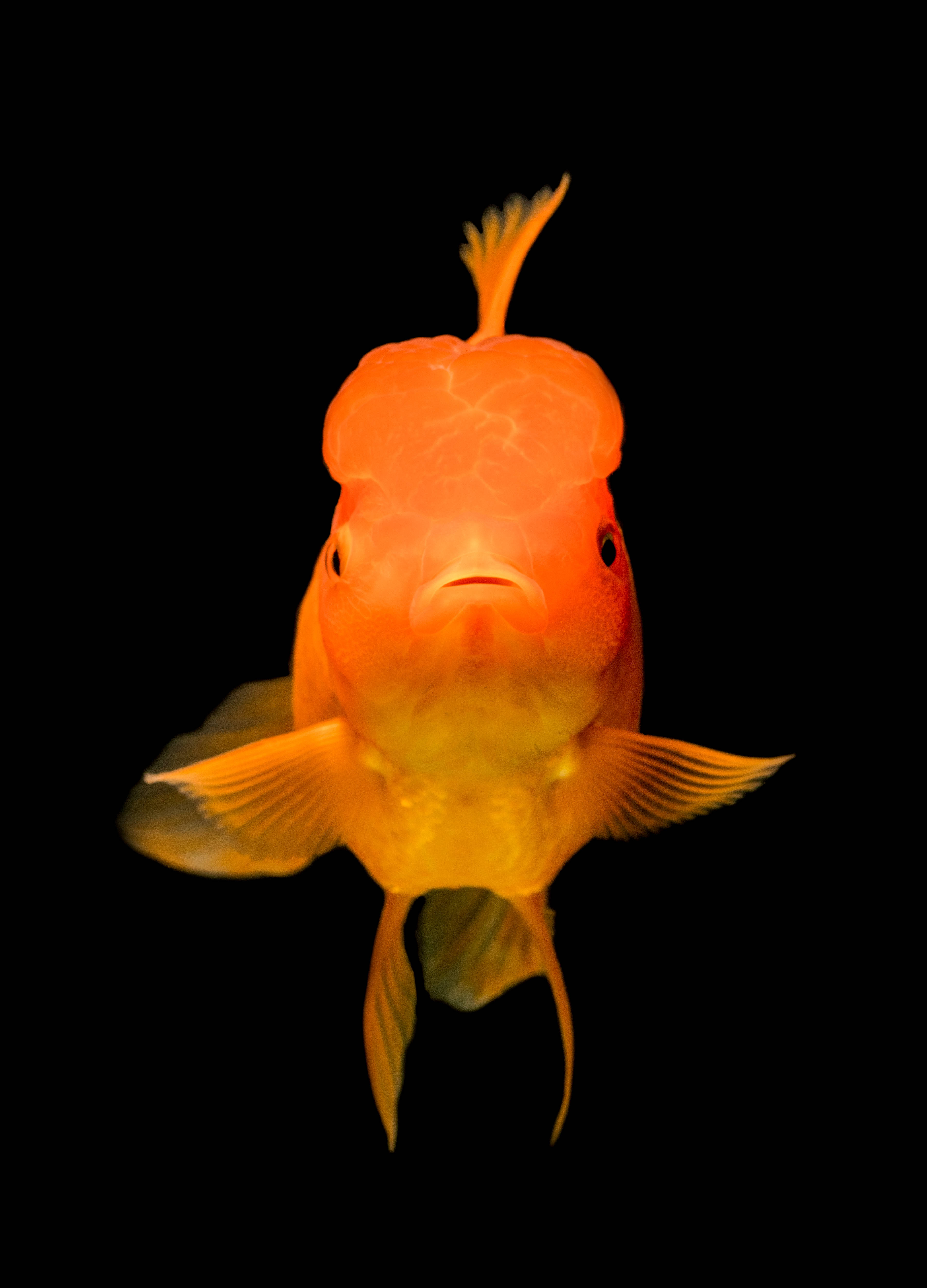 Tropical Paradise Underwater: Vibrant School of Fish Picha ya Ukuta