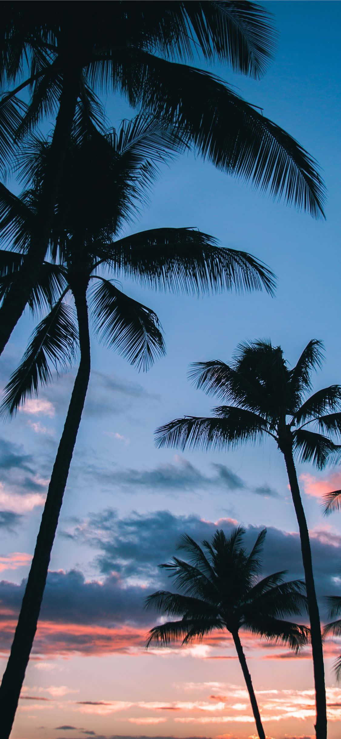 Paradiso ya Tropiki kwenye Skrini Yako: Wallpaper ya Palm Tree iPhone Picha ya Ukuta