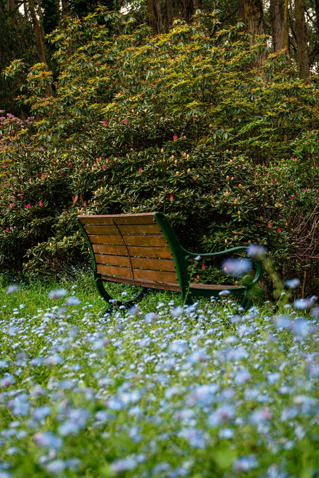 Park Bench Blue Flowers Phone Picha ya Ukuta