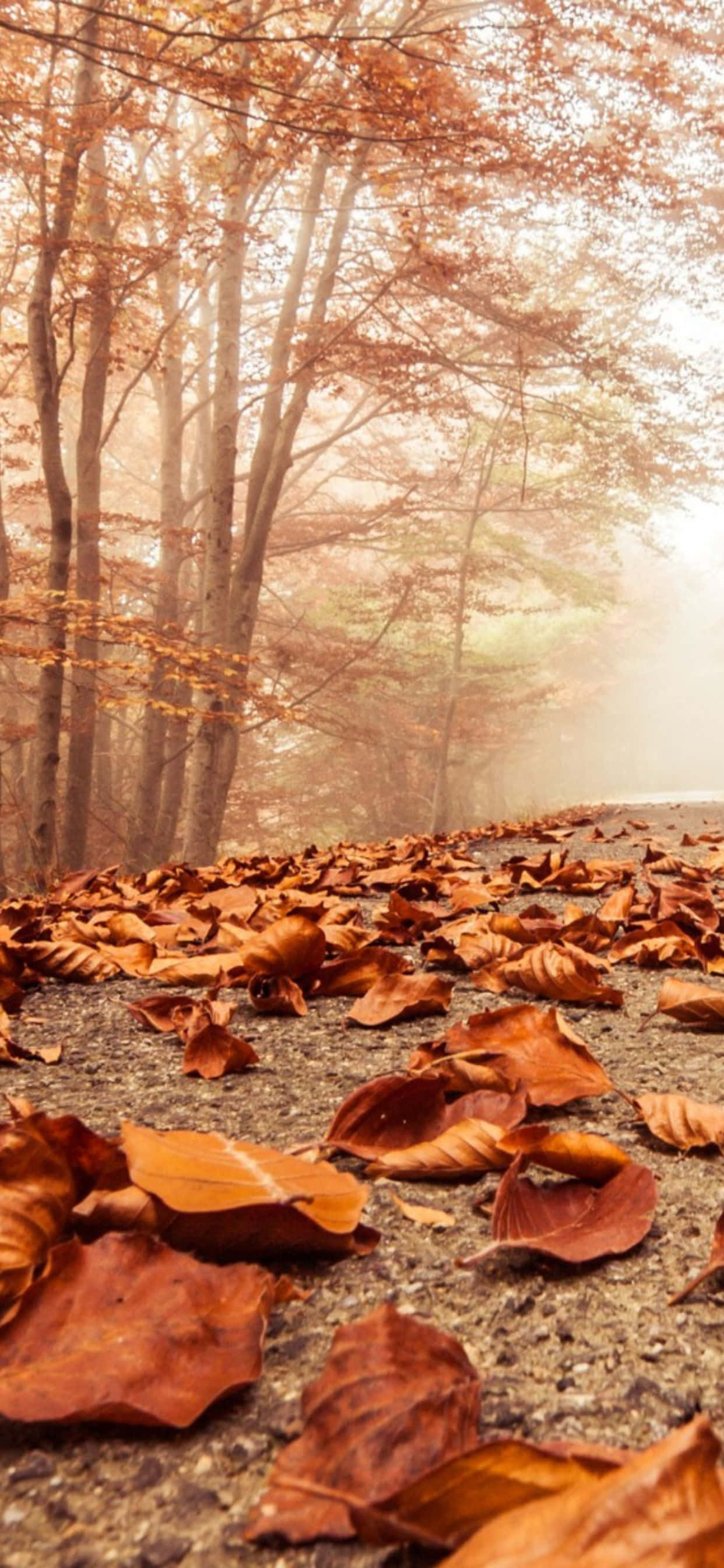 Pata uzoefu wa uzuri wa Autumn na iPhone Xs Max Picha ya Ukuta