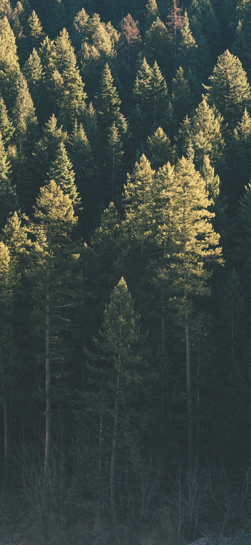 "Peacefully Stroll Through Nature with Trees iPhone" Picha ya Ukuta