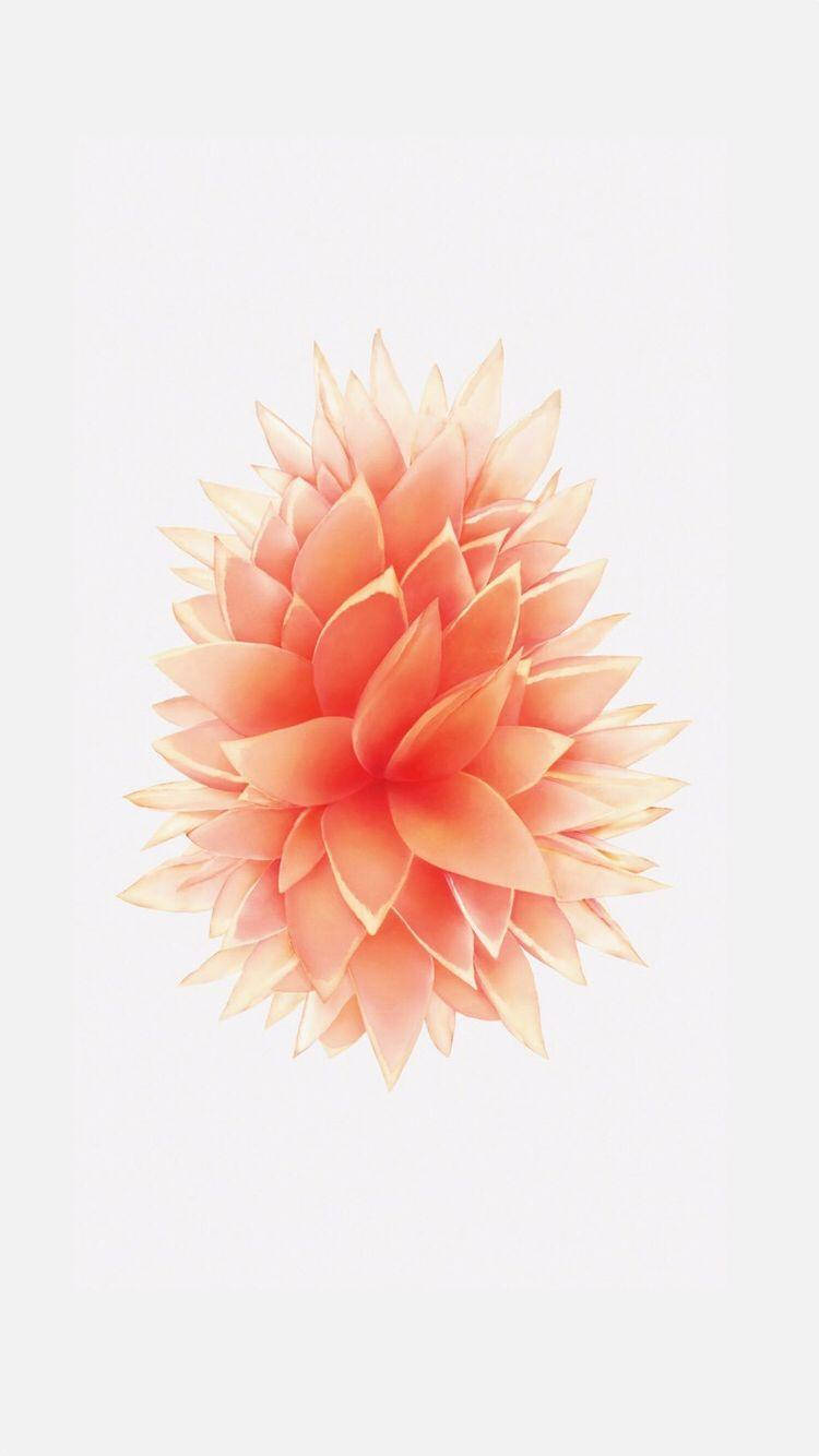 Peach-Colored Flower iPhone SE Picha ya Ukuta