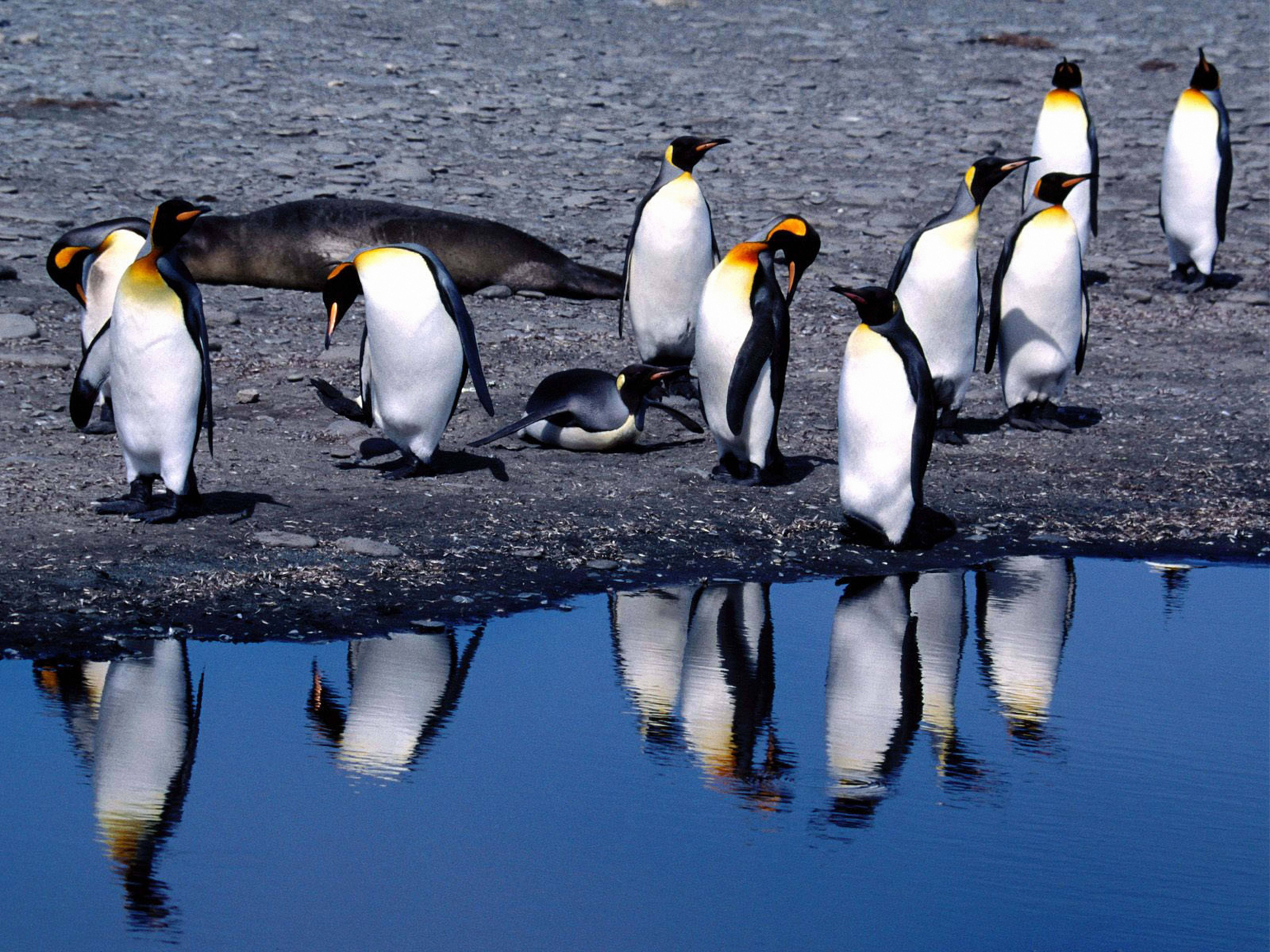Penguins Katika Majira ya Kuchacha Picha ya Ukuta
