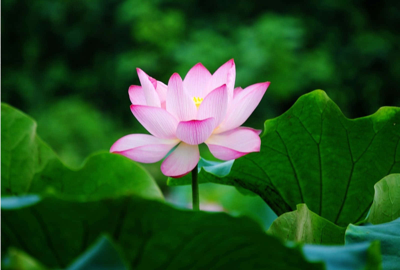 Petali Nzuri za Ua la Lotus Picha ya Ukuta