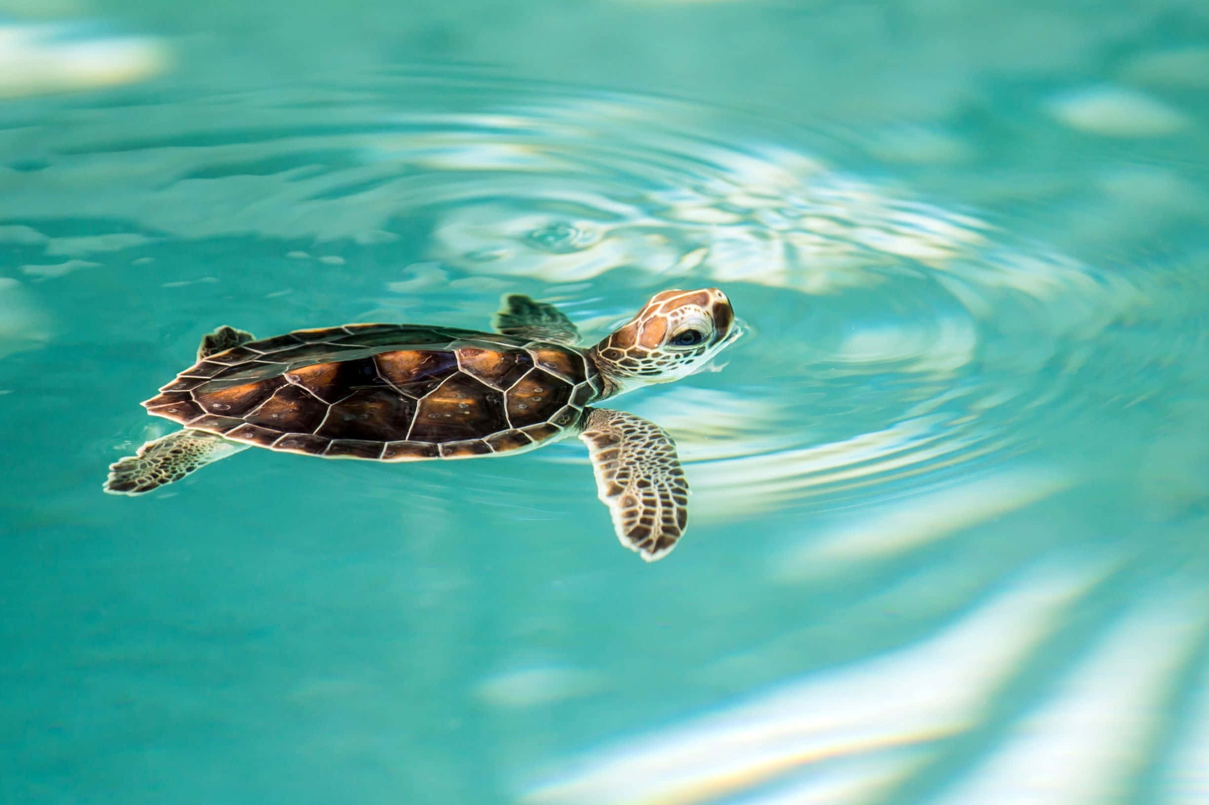 Picha A Kichwa cha Kasa Kinachoweka Katika Aquarium Picha ya Ukuta