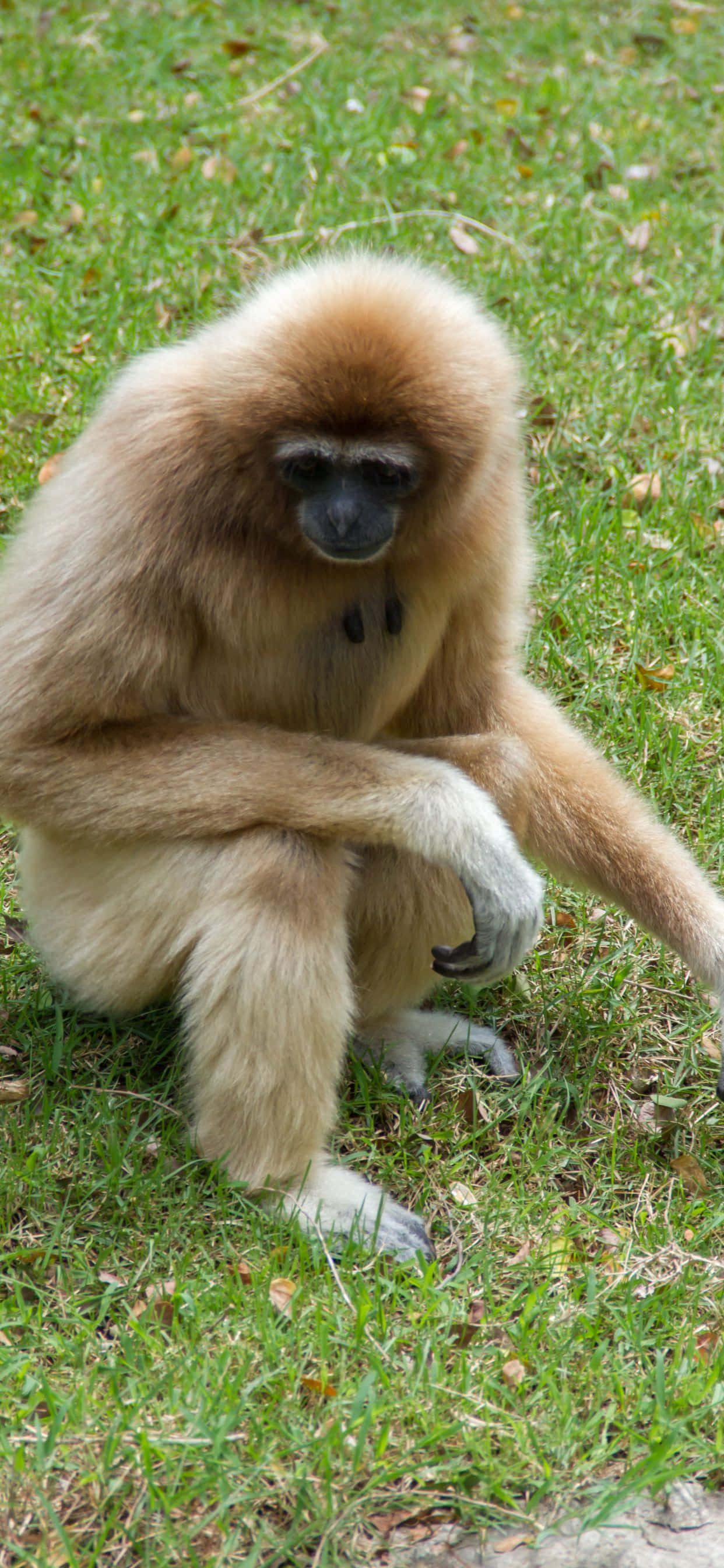 Picha Furahia rangi za kustua za nyuma ya iPhone Xs Max Gibbon. Picha ya Ukuta