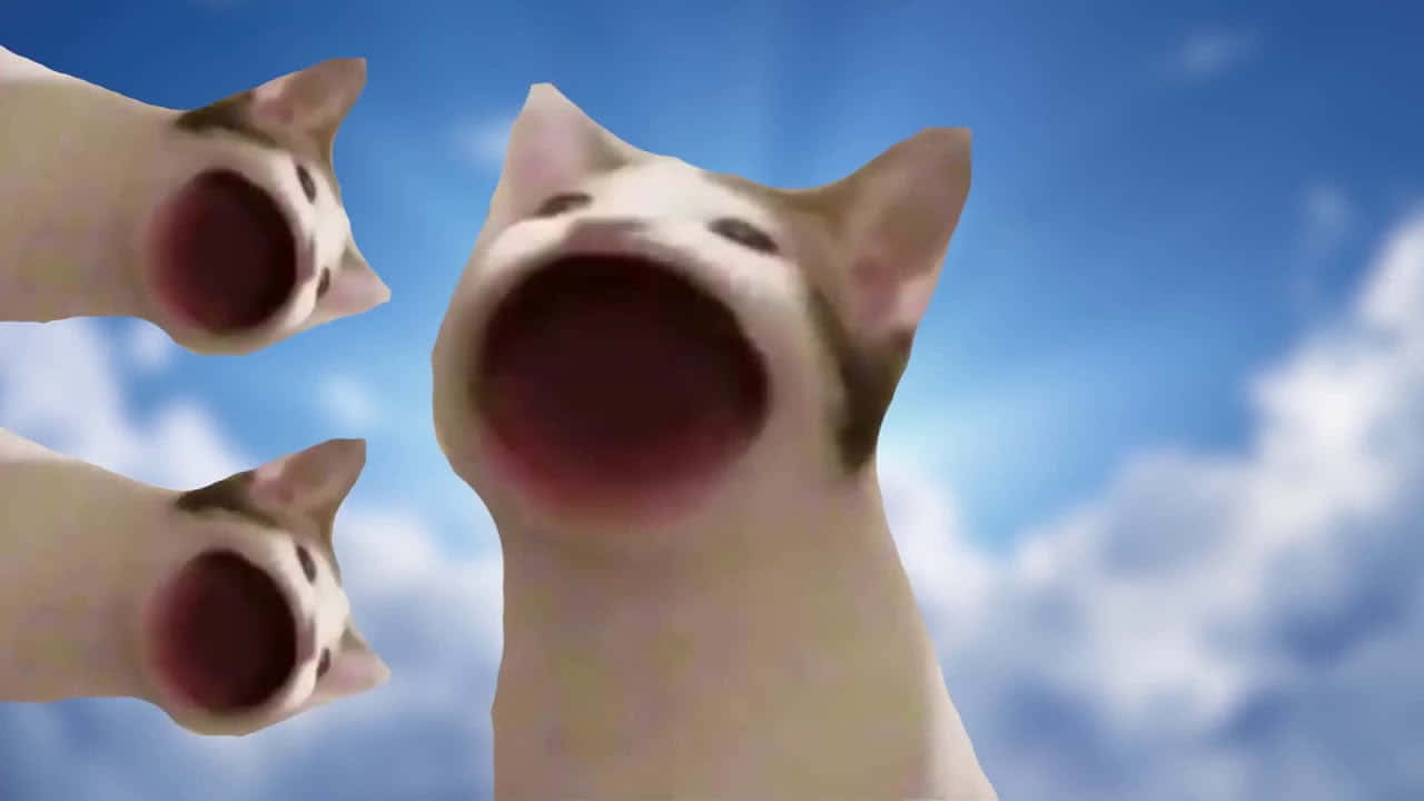 Picha La Kichwa Cha Paka La Pop Cat La Laana Picha ya Ukuta