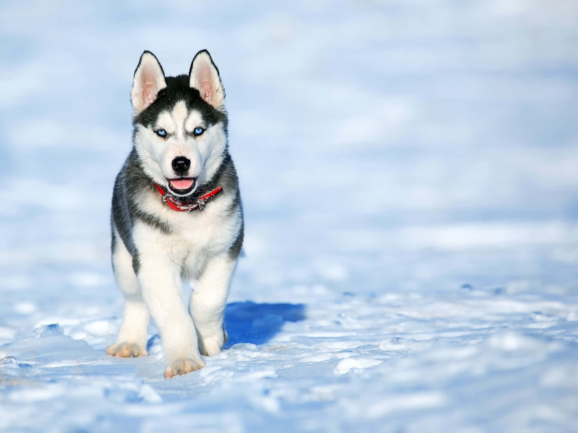 Picha Mbwa Mkali Theluji Siberian Husky Picha ya Ukuta