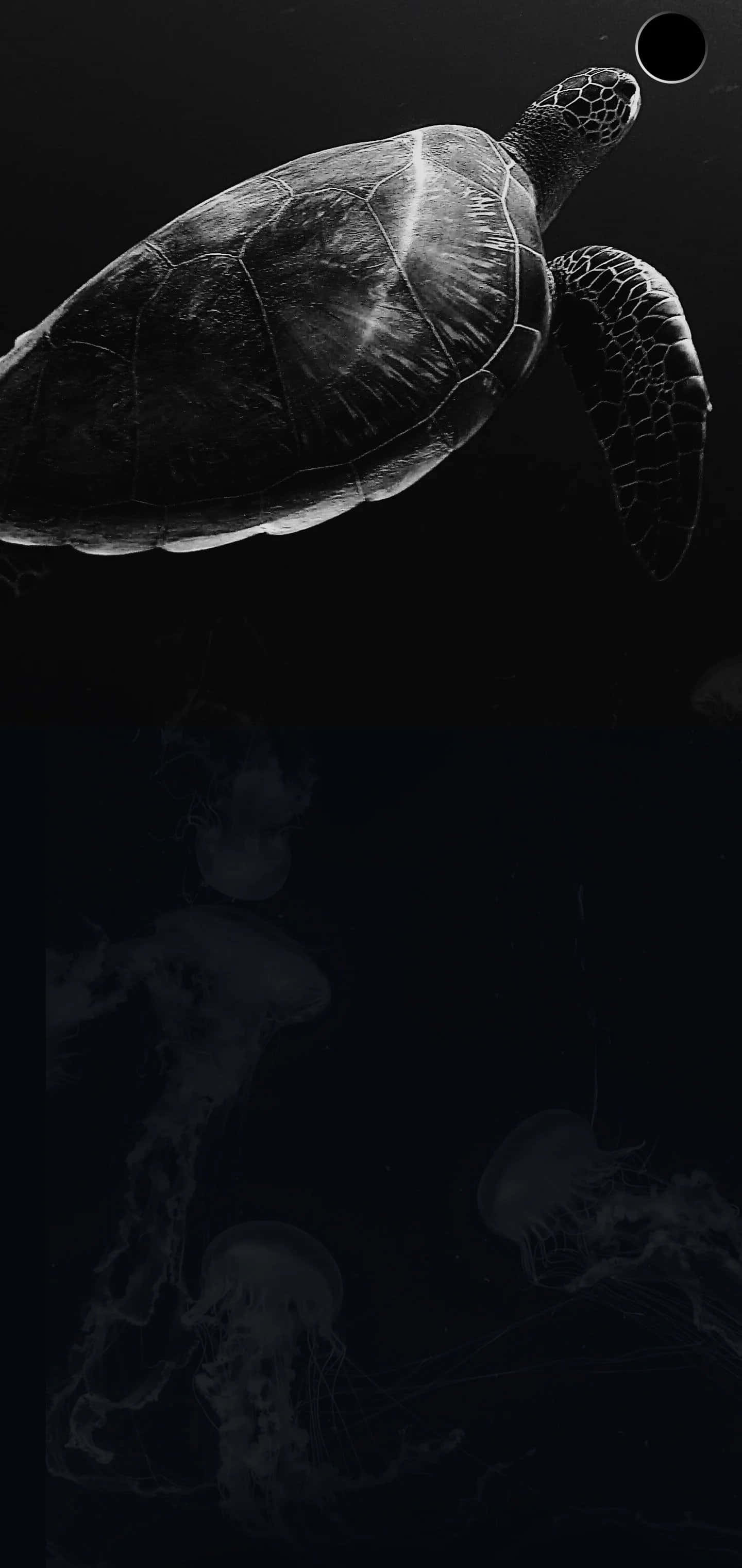 picha nyeusi na nyeupe ya kasa na jellyfish Picha ya Ukuta