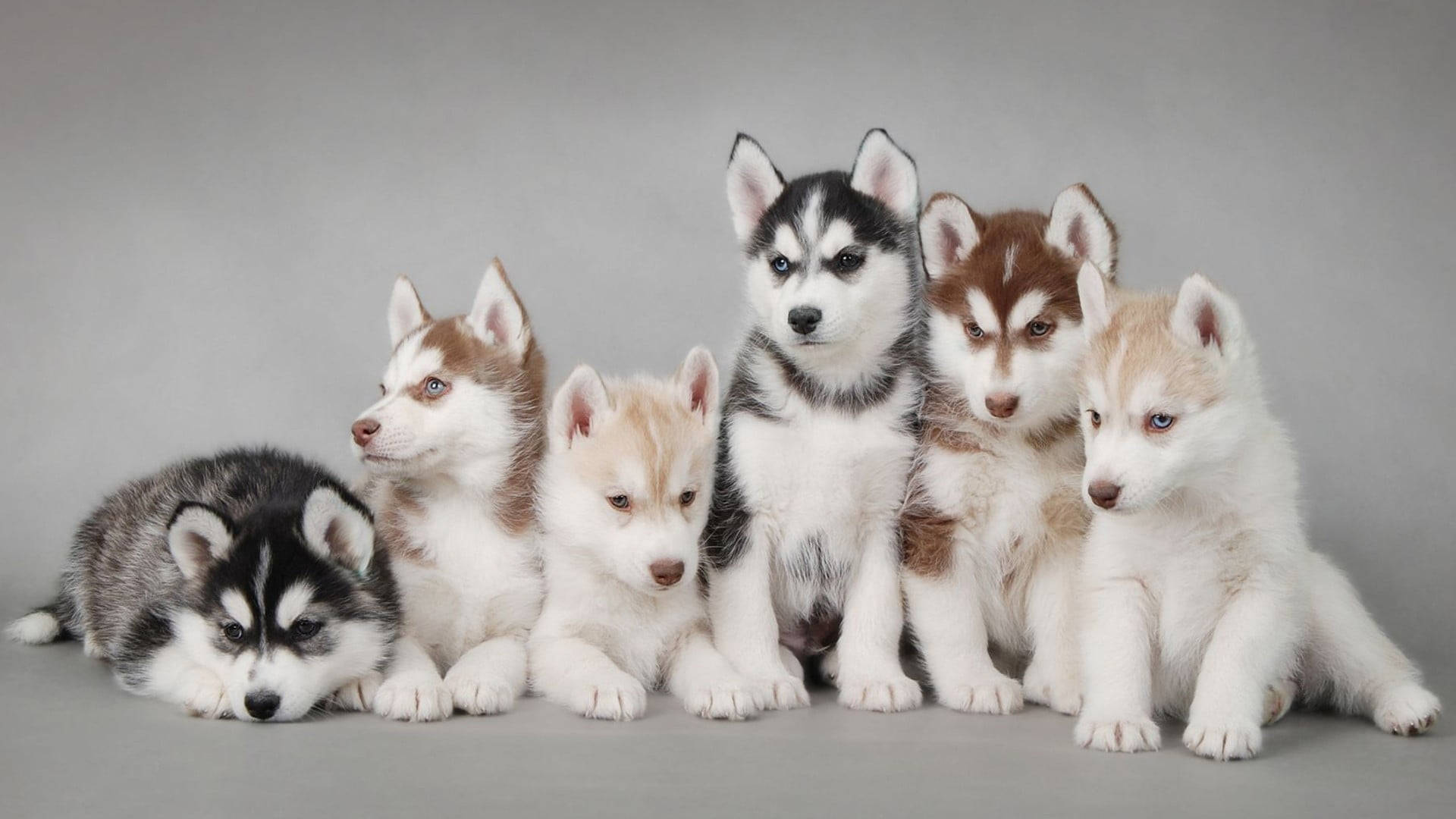 Picha Sita za Watoto wa Mbwa Husky Picha ya Ukuta