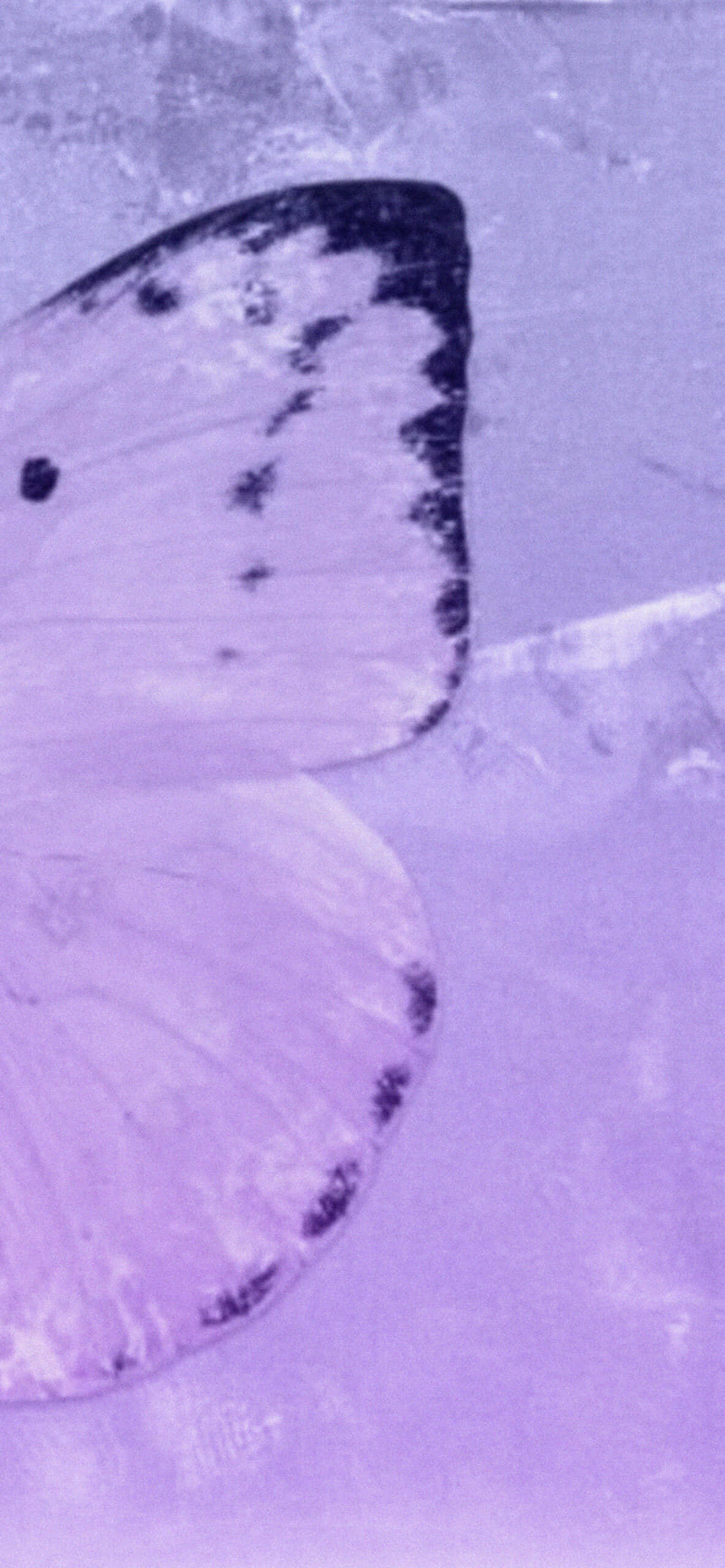 Aesthetic Purple Butterfly Wings Picture Picha ya Ukuta