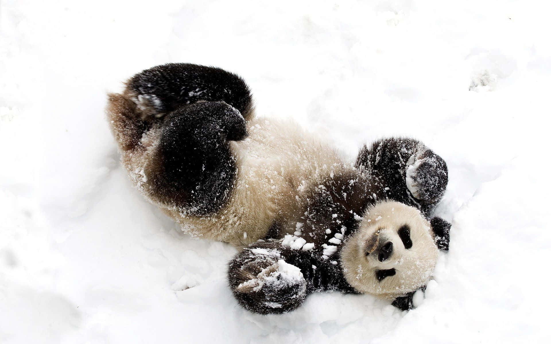 Picha ya Ajabu ya Panda Mzuri Akiicheza kwenye Theluji Picha ya Ukuta