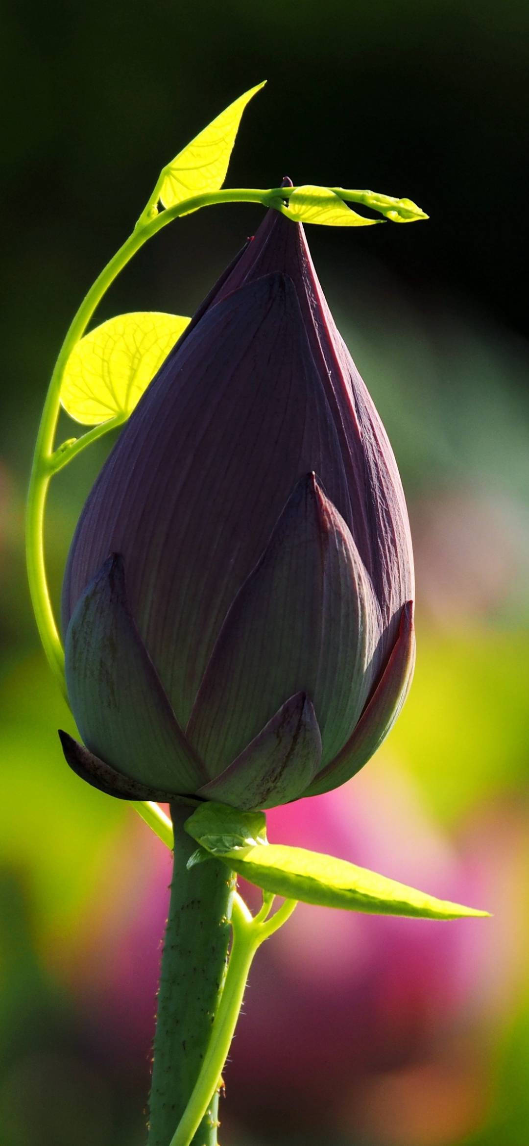 Picha ya Asili ya Maua ya Lotus kwa Simu Picha ya Ukuta