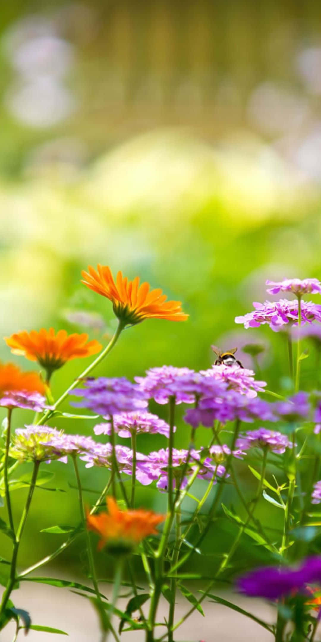 Picha ya Asili ya Maua ya Pixel 3: Vervain na Daisies Picha ya Ukuta