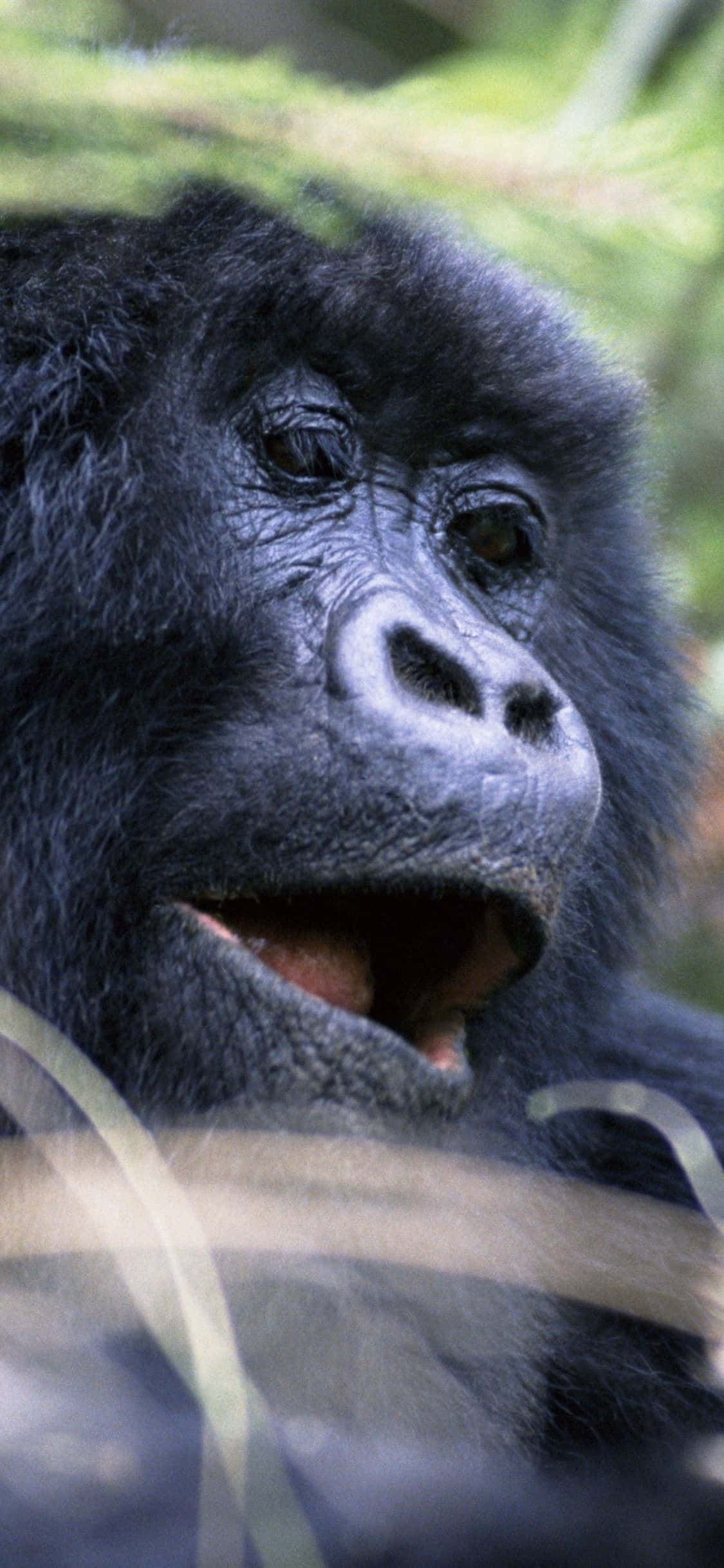 iPhone Xs Max Gorilla Background Portrait photograph Picha ya Ukuta