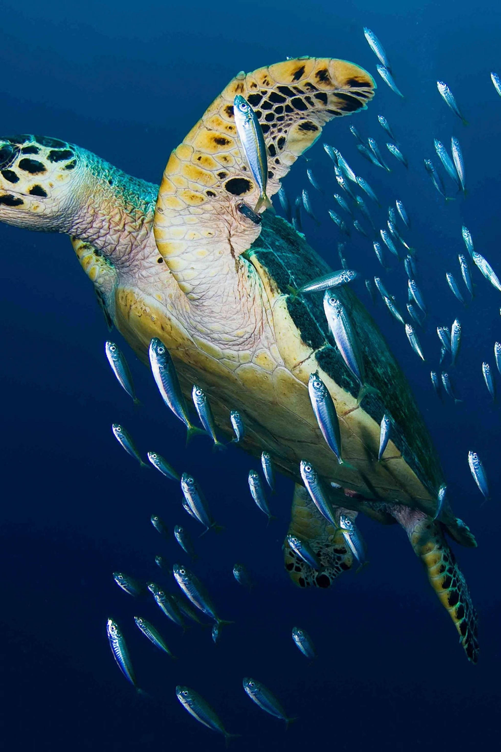 Picha ya Hawksbill Sea Turtle Picha ya Ukuta