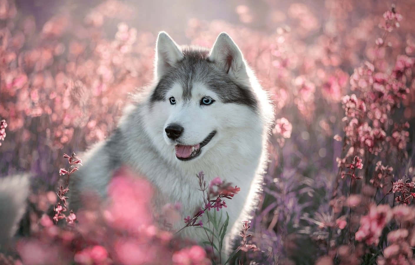 Picha ya Husky Mrembo Akiwa na Maua ya Waridi Picha ya Ukuta