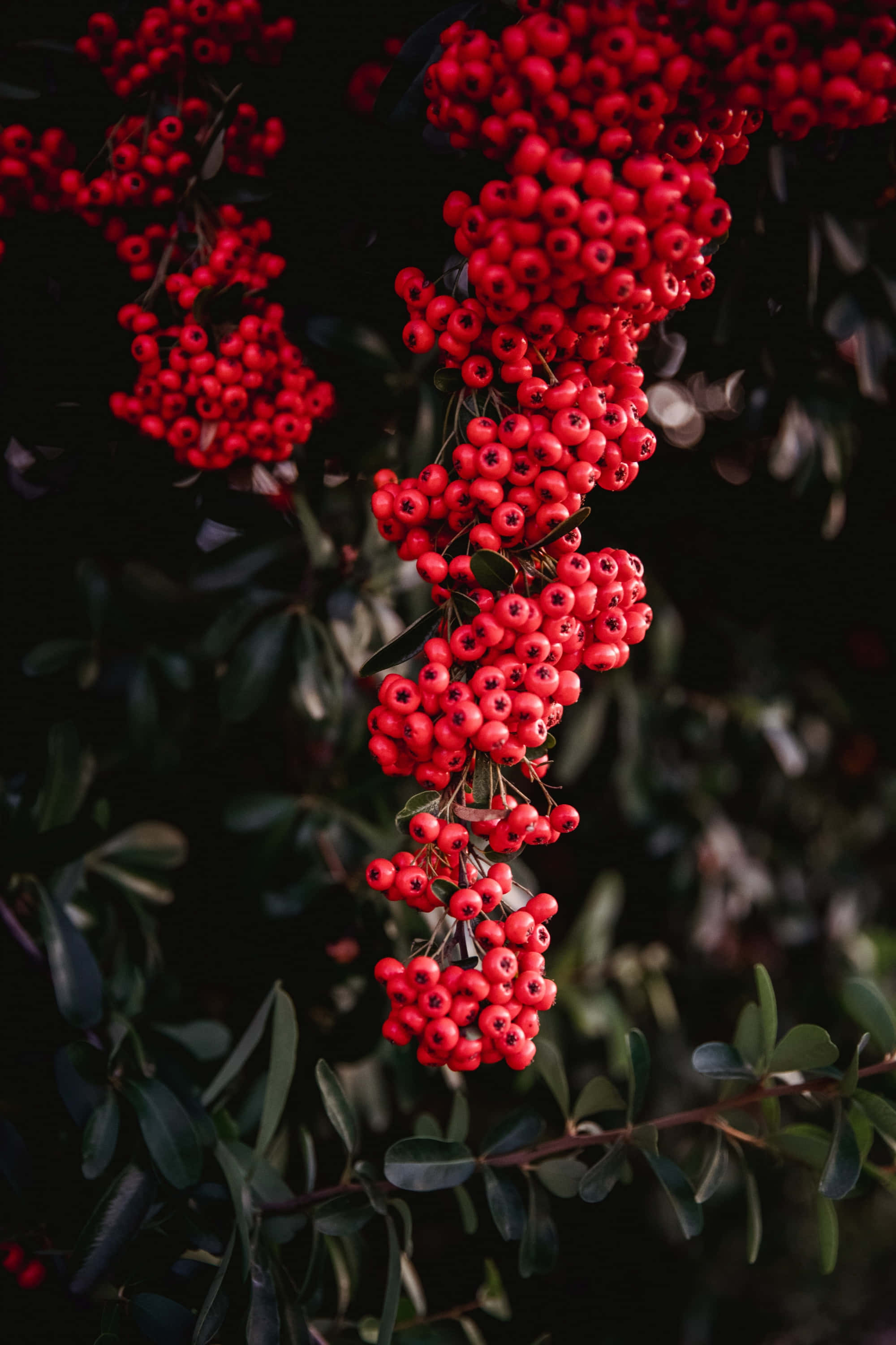 Picha ya Karibu ya Pink Peppercorns Picha ya Ukuta