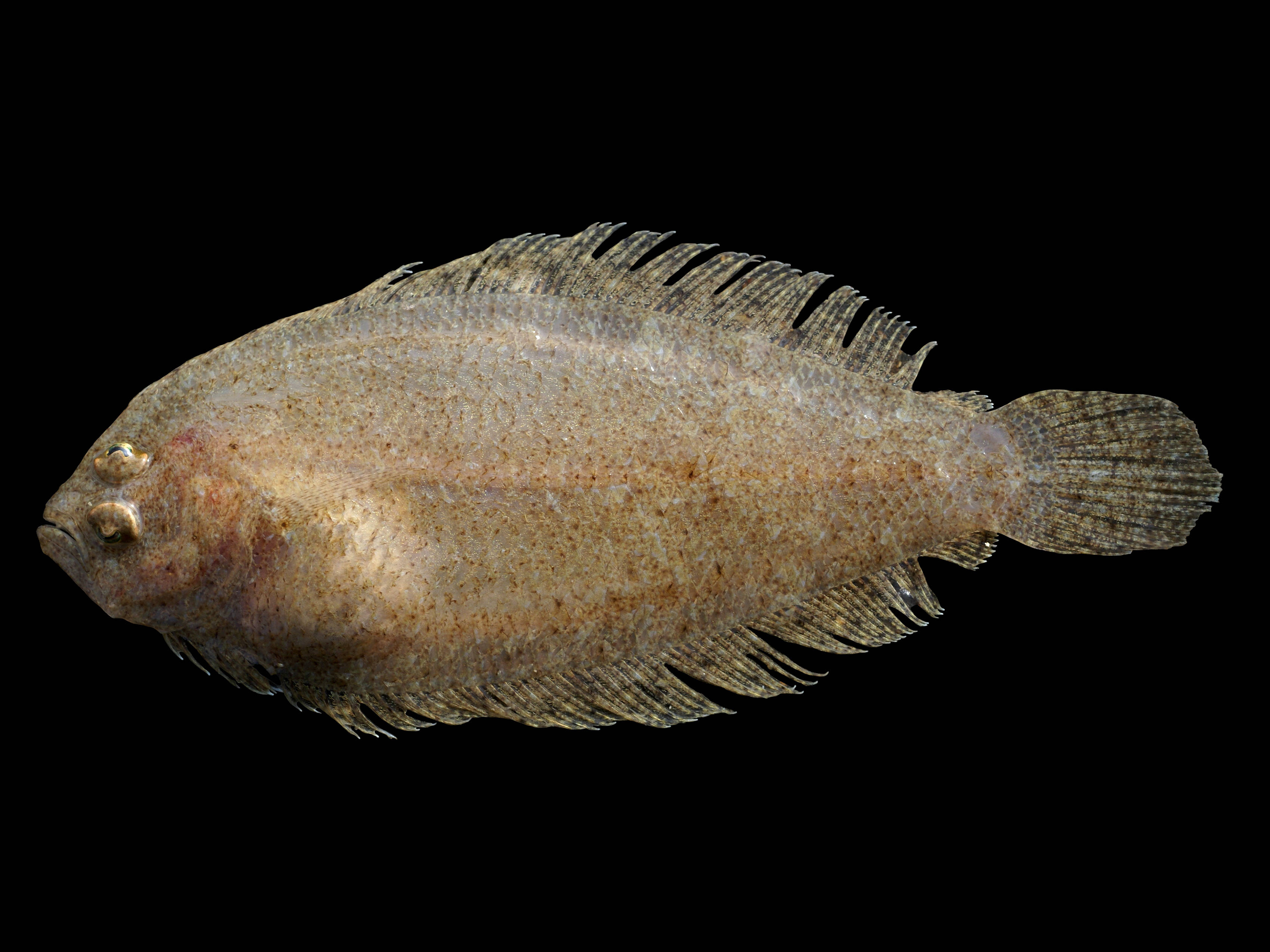 Picha ya Karibu ya Flounder ya Mediteranea Picha ya Ukuta