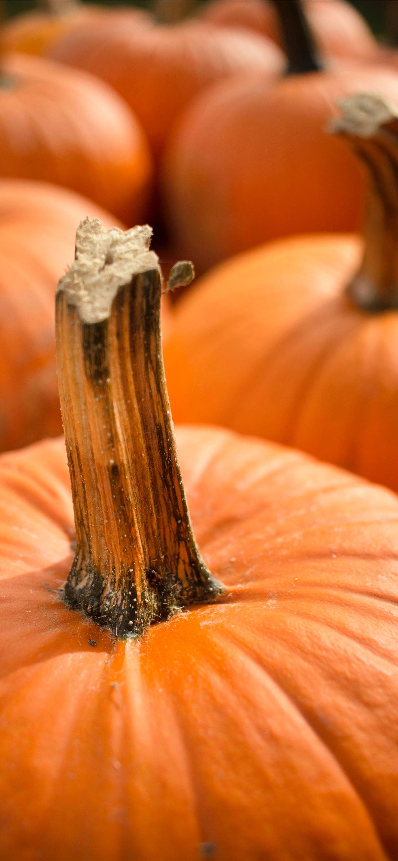 Picha ya Karibu ya Pumpkins Thanksgiving iPhone Picha ya Ukuta