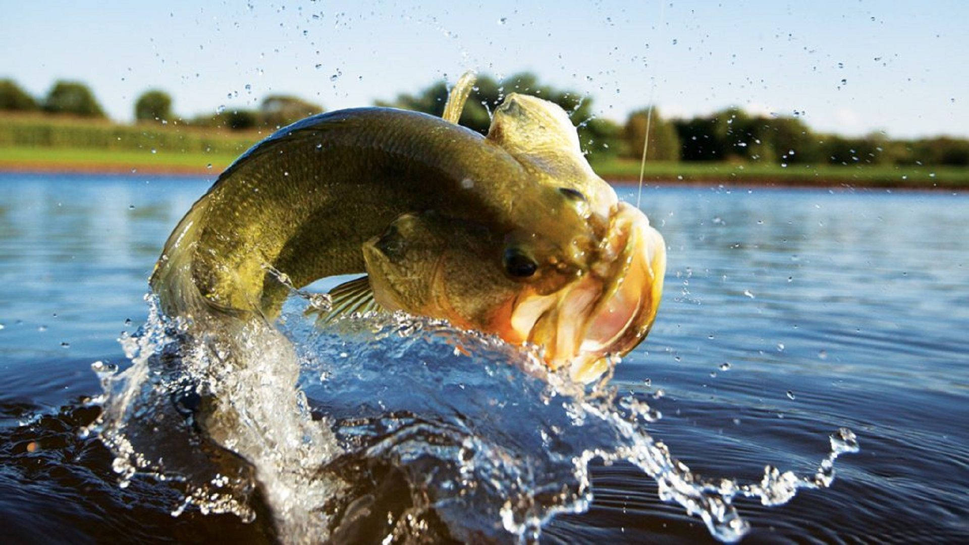 Picha ya Kiasi ya Samaki wa Largemouth Anayetupa Picha ya Ukuta