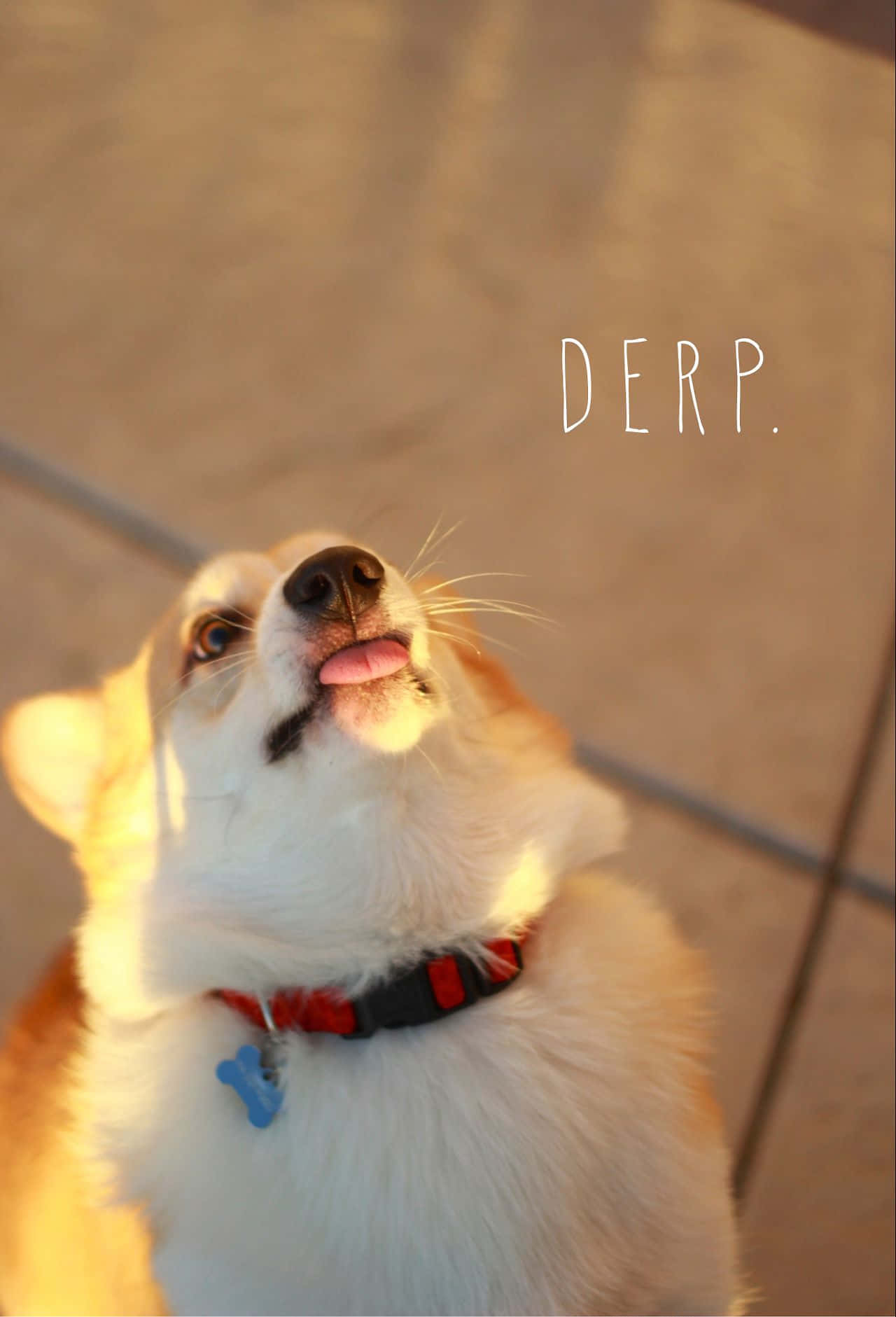 Picha ya Kichwa cha Corgi cha Kicheko Wakati wa Saa ya Dhahabu Picha ya Ukuta