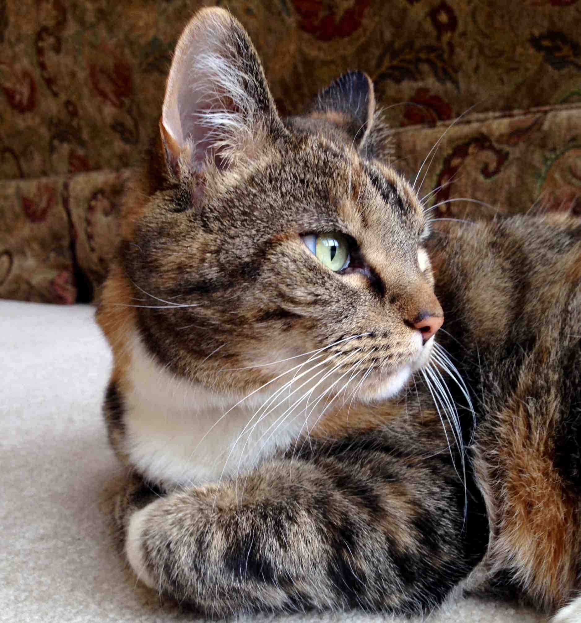 Picha ya Kijiko cha Tabby Kutoka Upande Picha ya Ukuta